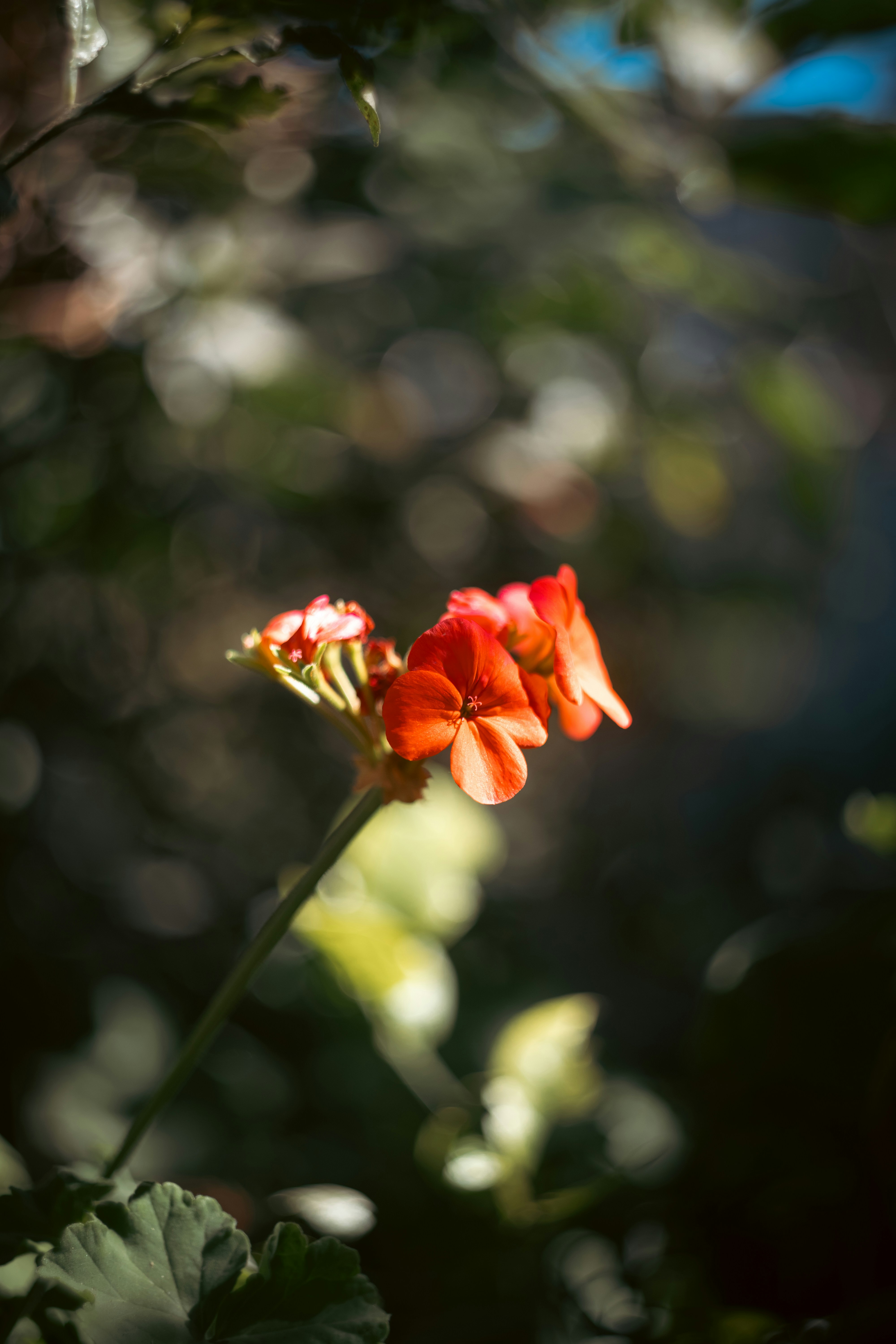 Photo by lucasdalamartaphoto