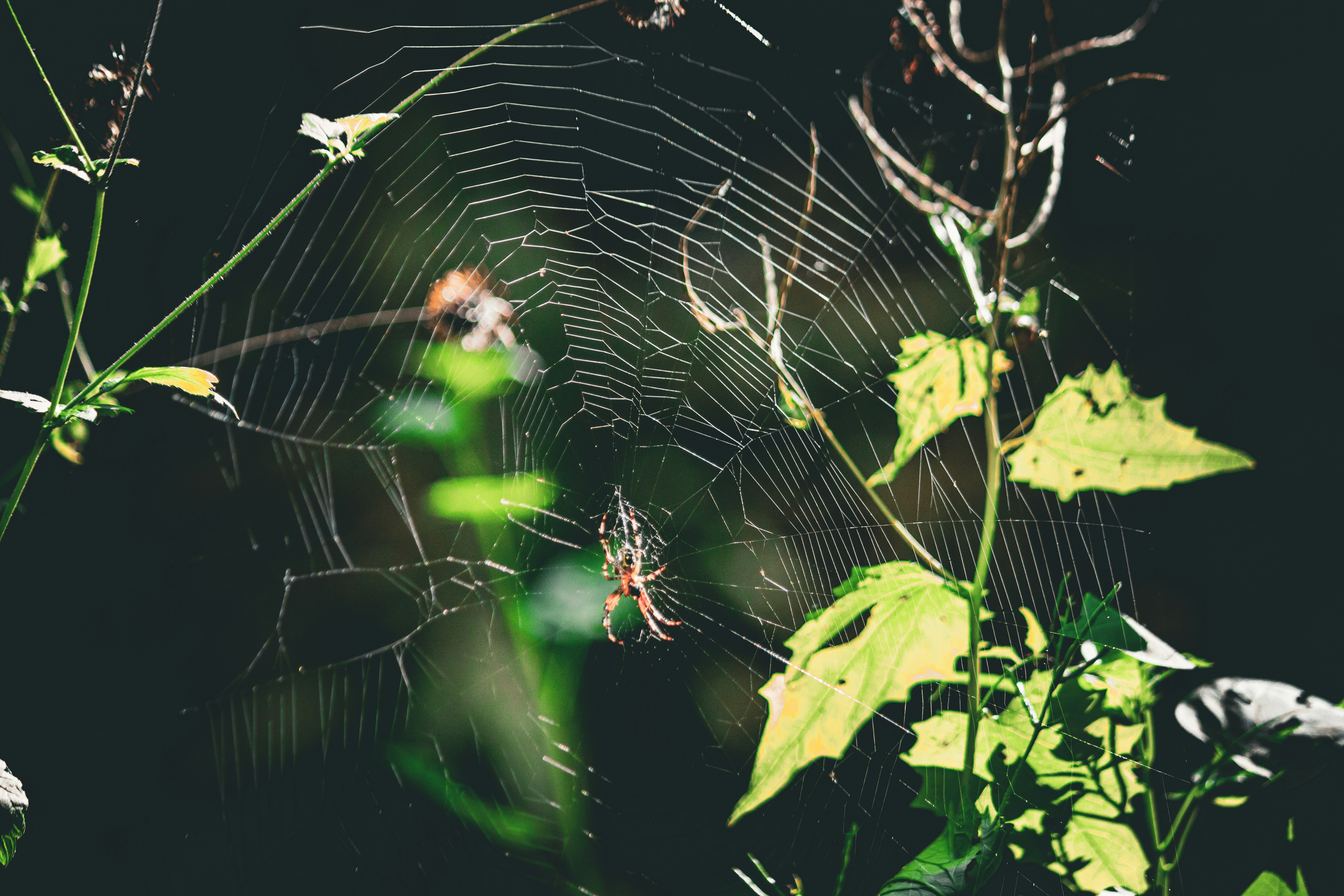 Photo by richiemortis