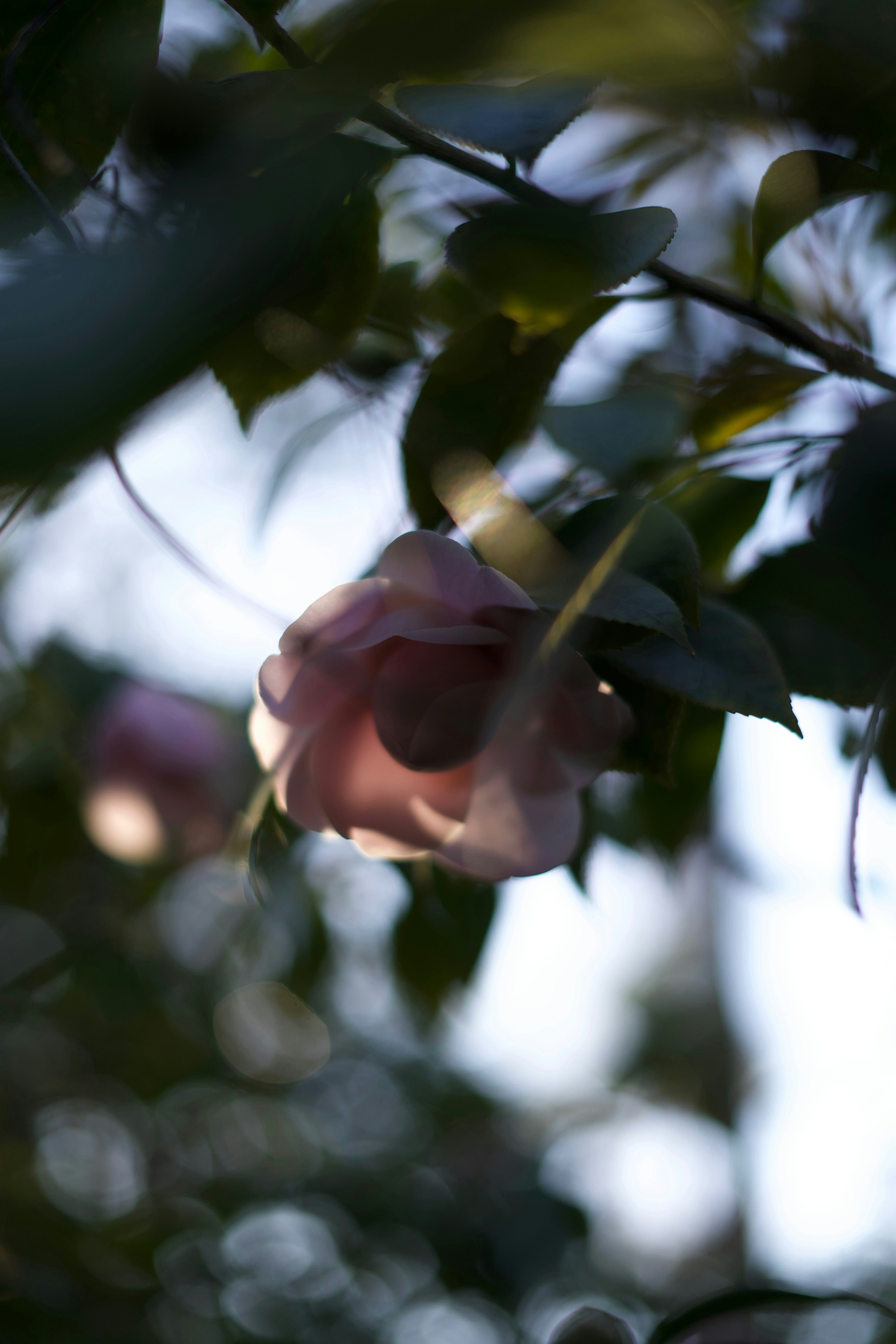 Photo by kris_verityamm