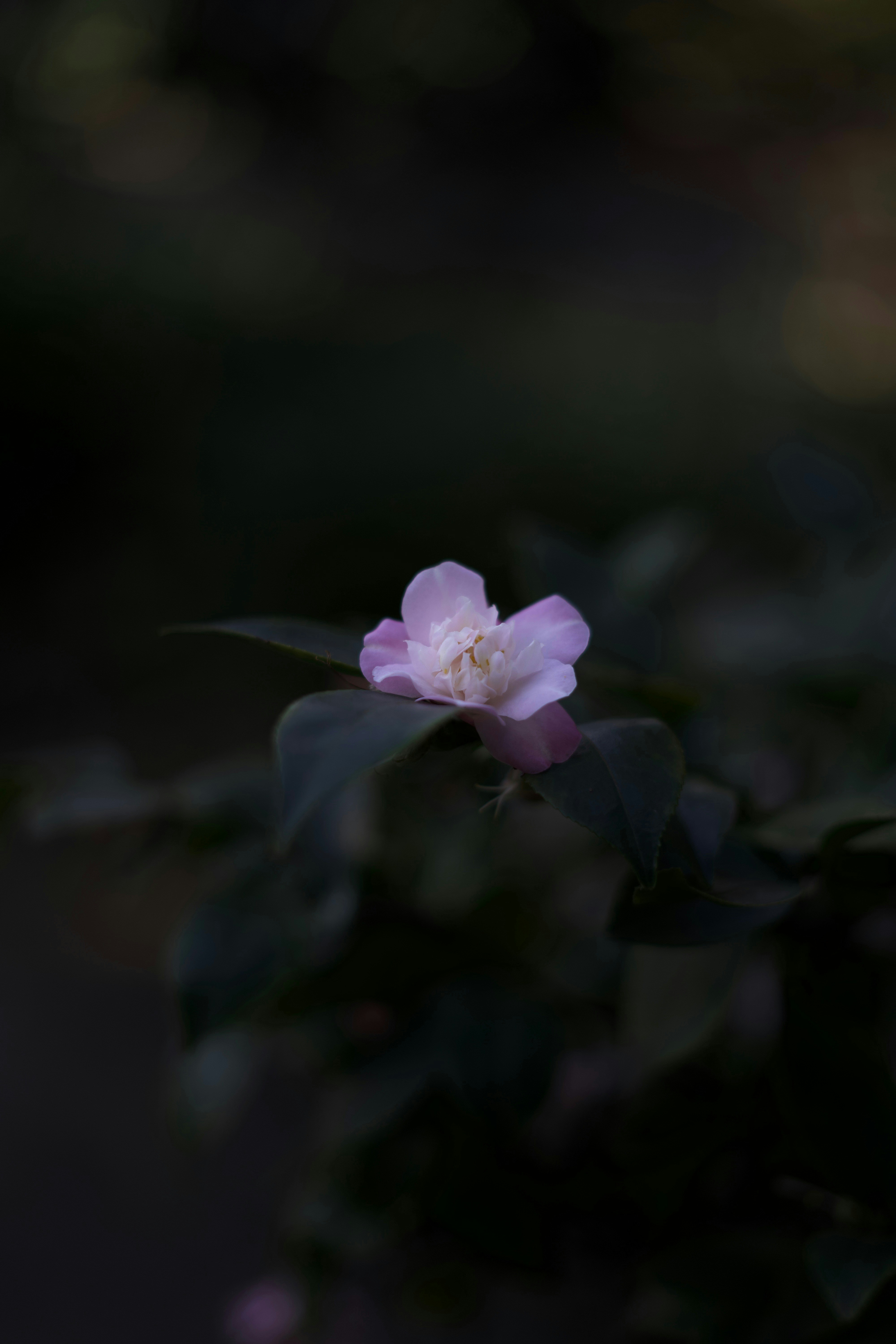 Photo by kris_verityamm