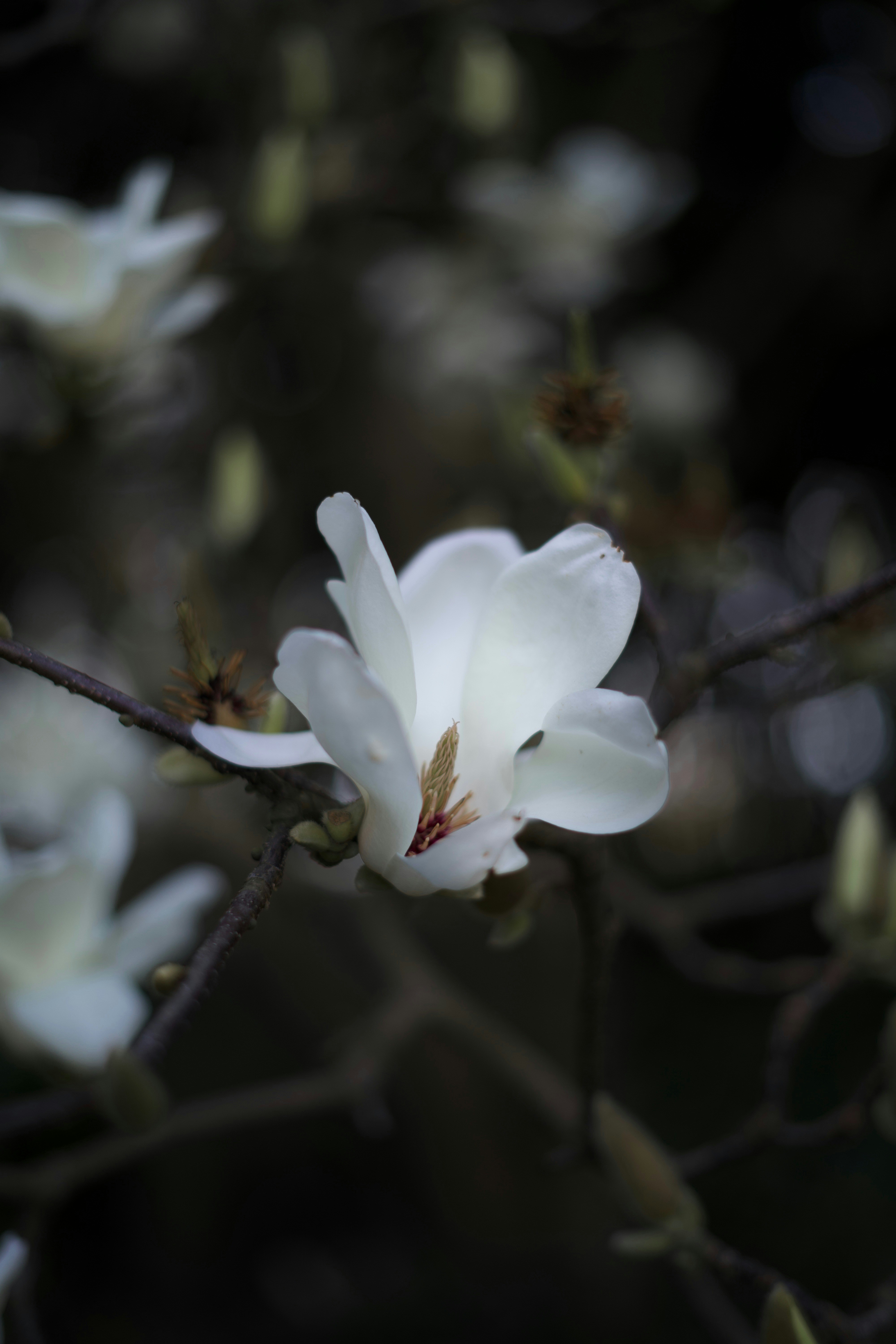 Photo by kris_verityamm