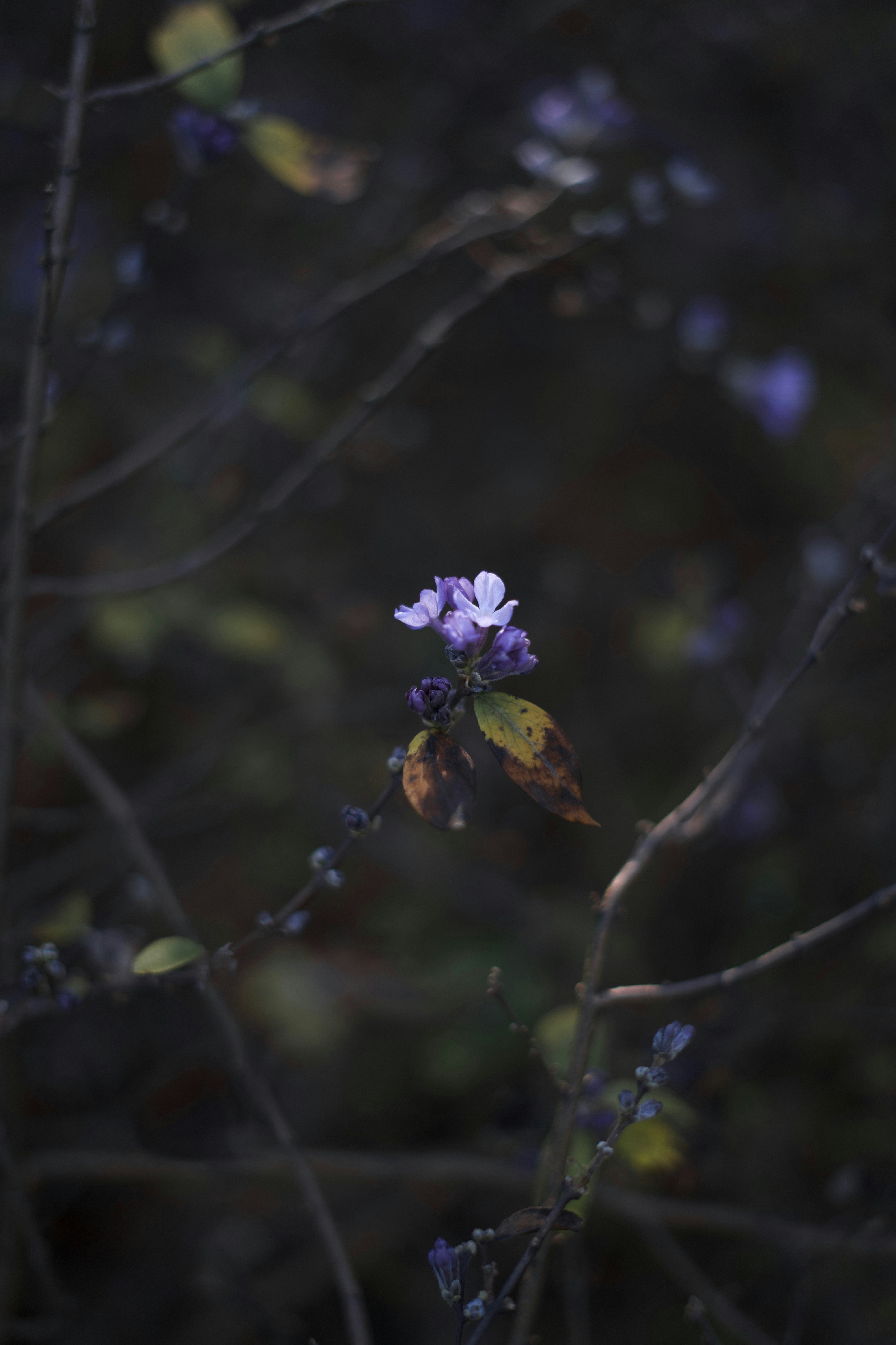 Photo by kris_verityamm