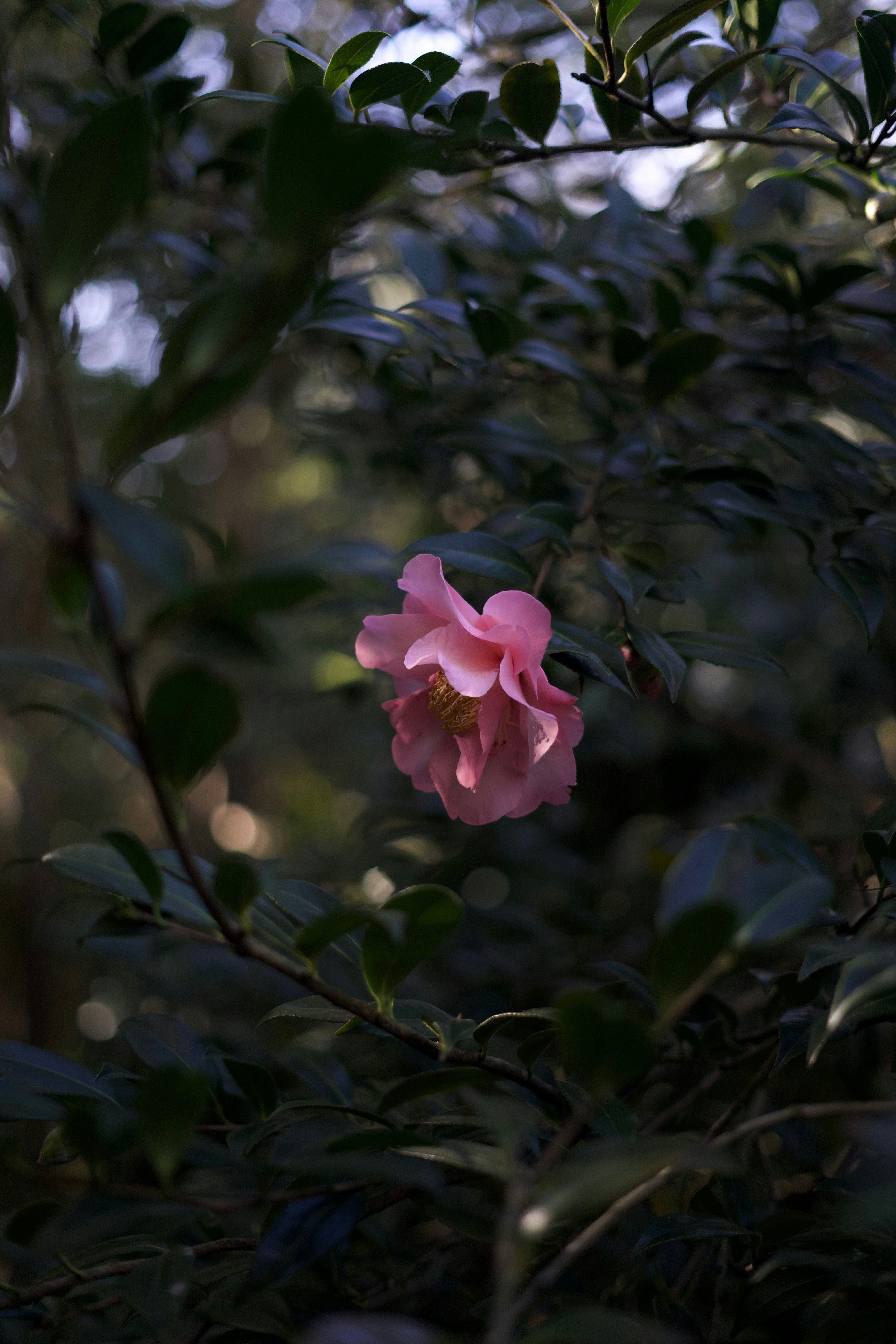 Photo by kris_verityamm