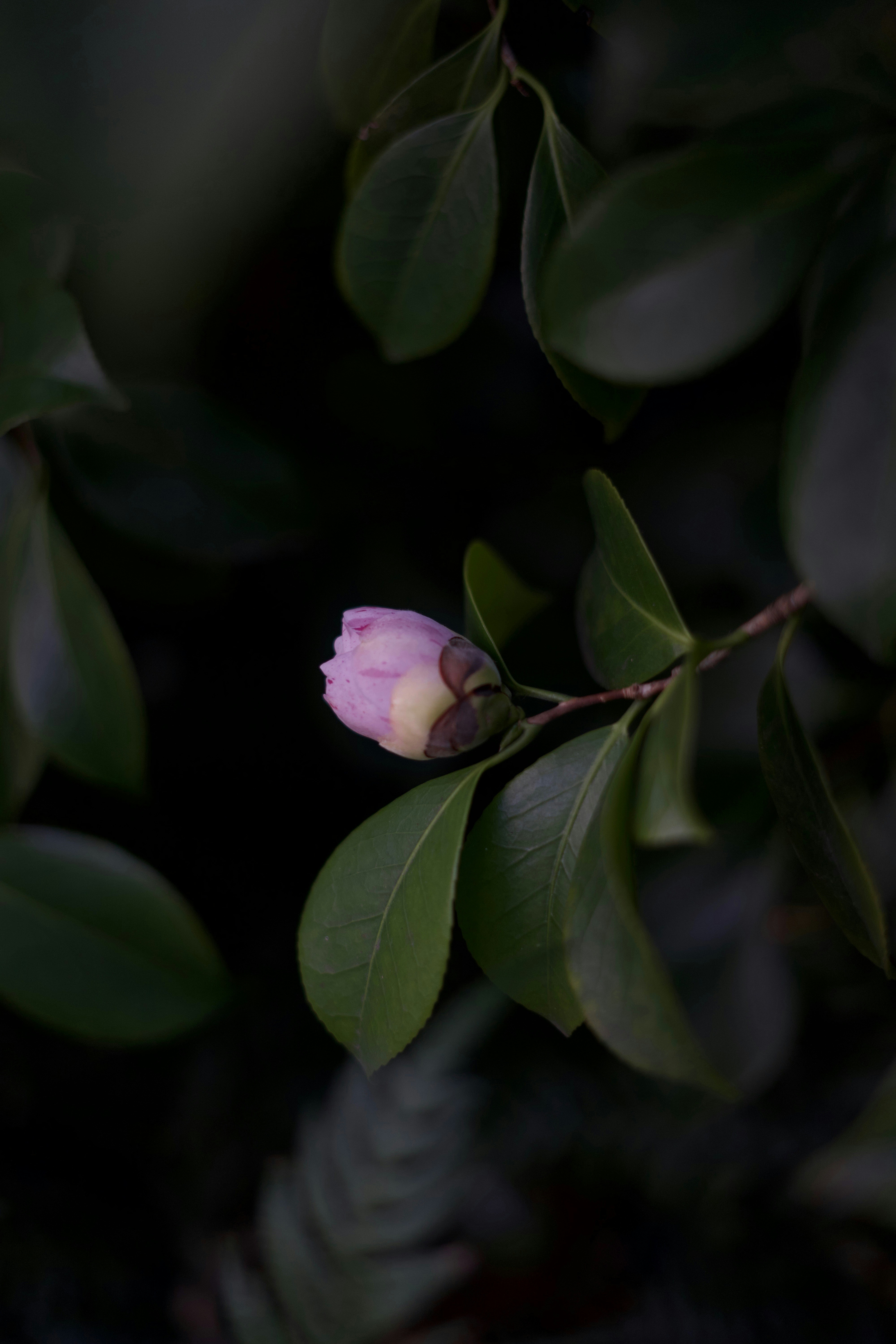 Photo by kris_verityamm