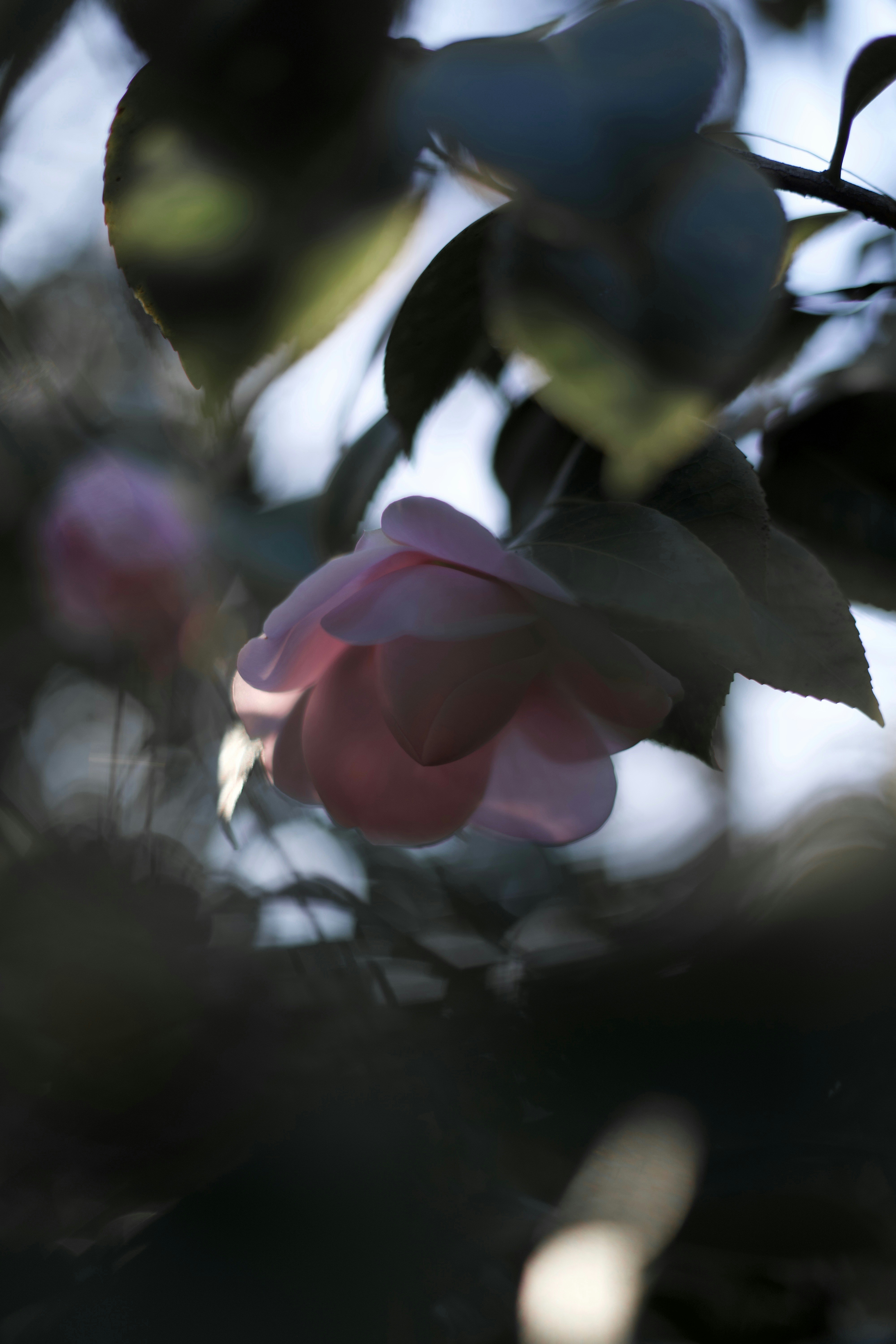 Photo by kris_verityamm