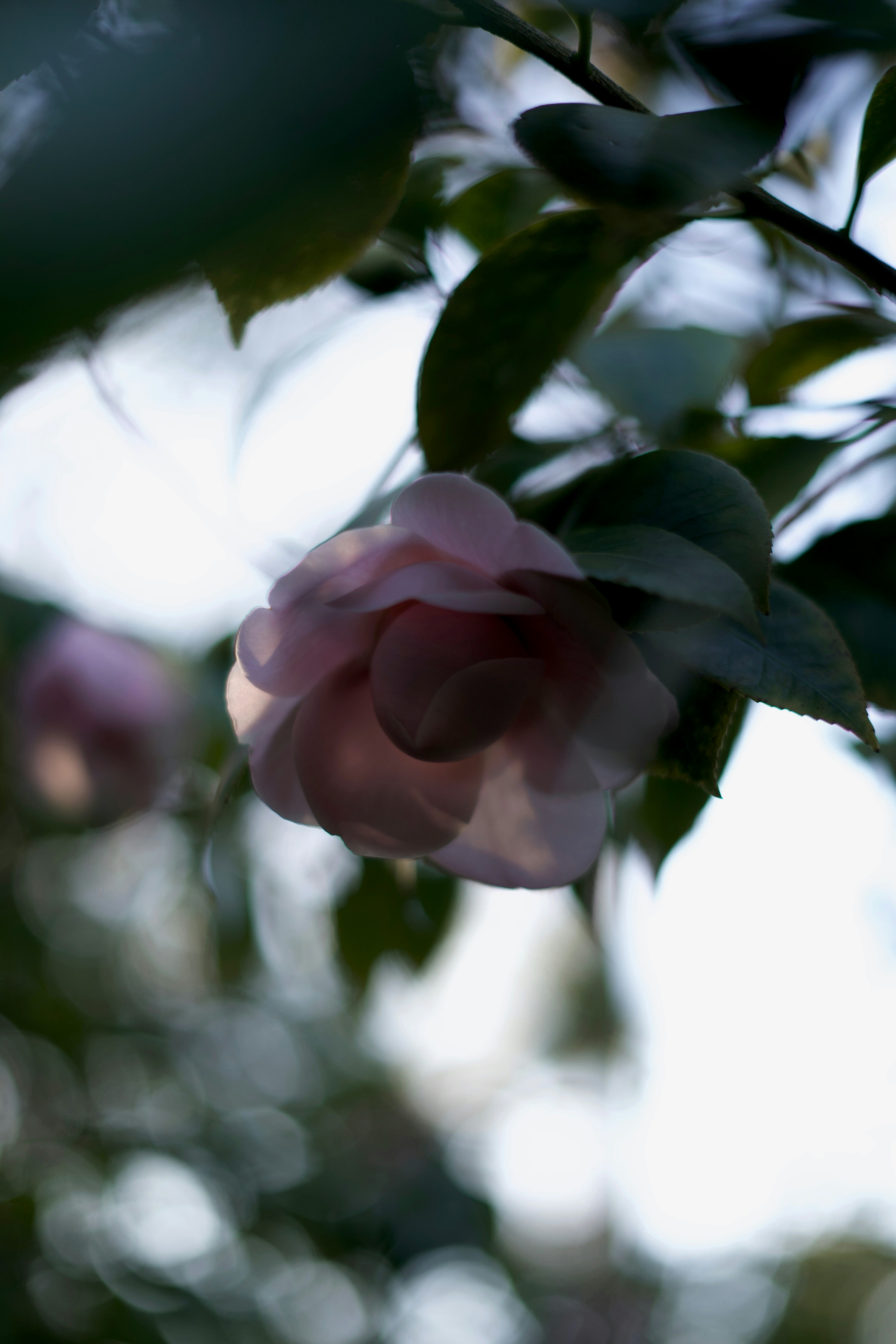 Photo by kris_verityamm