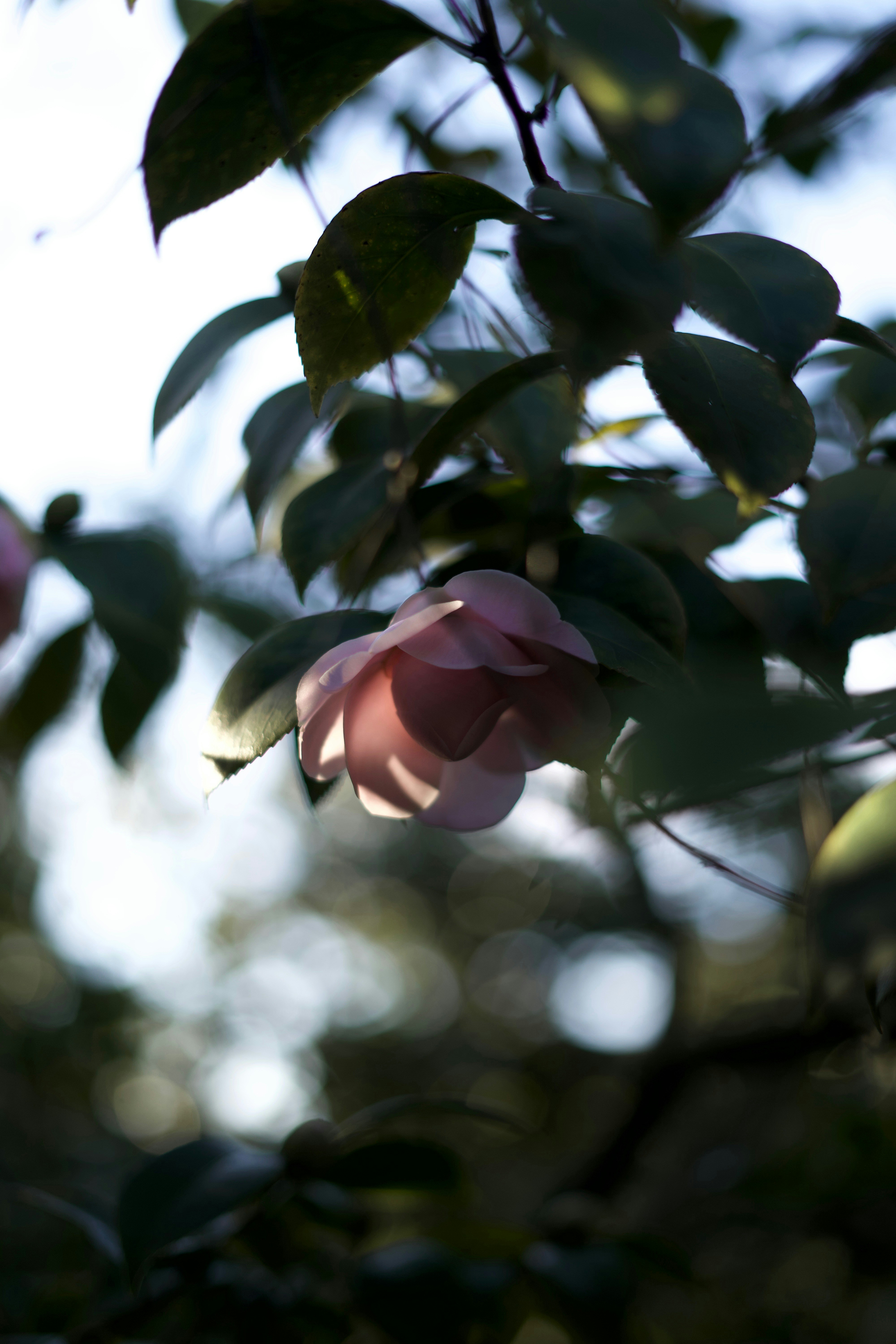 Photo by kris_verityamm