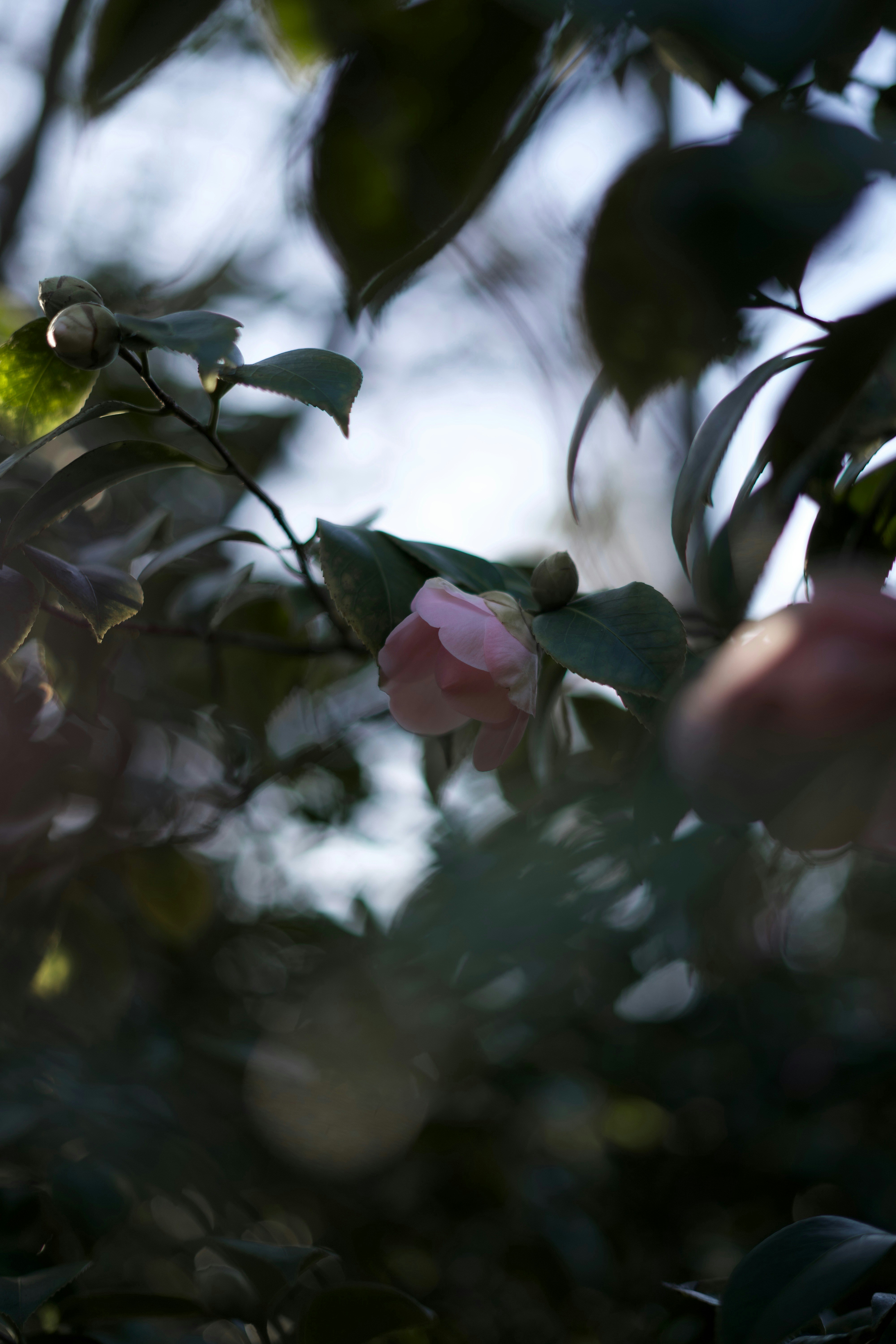 Photo by kris_verityamm