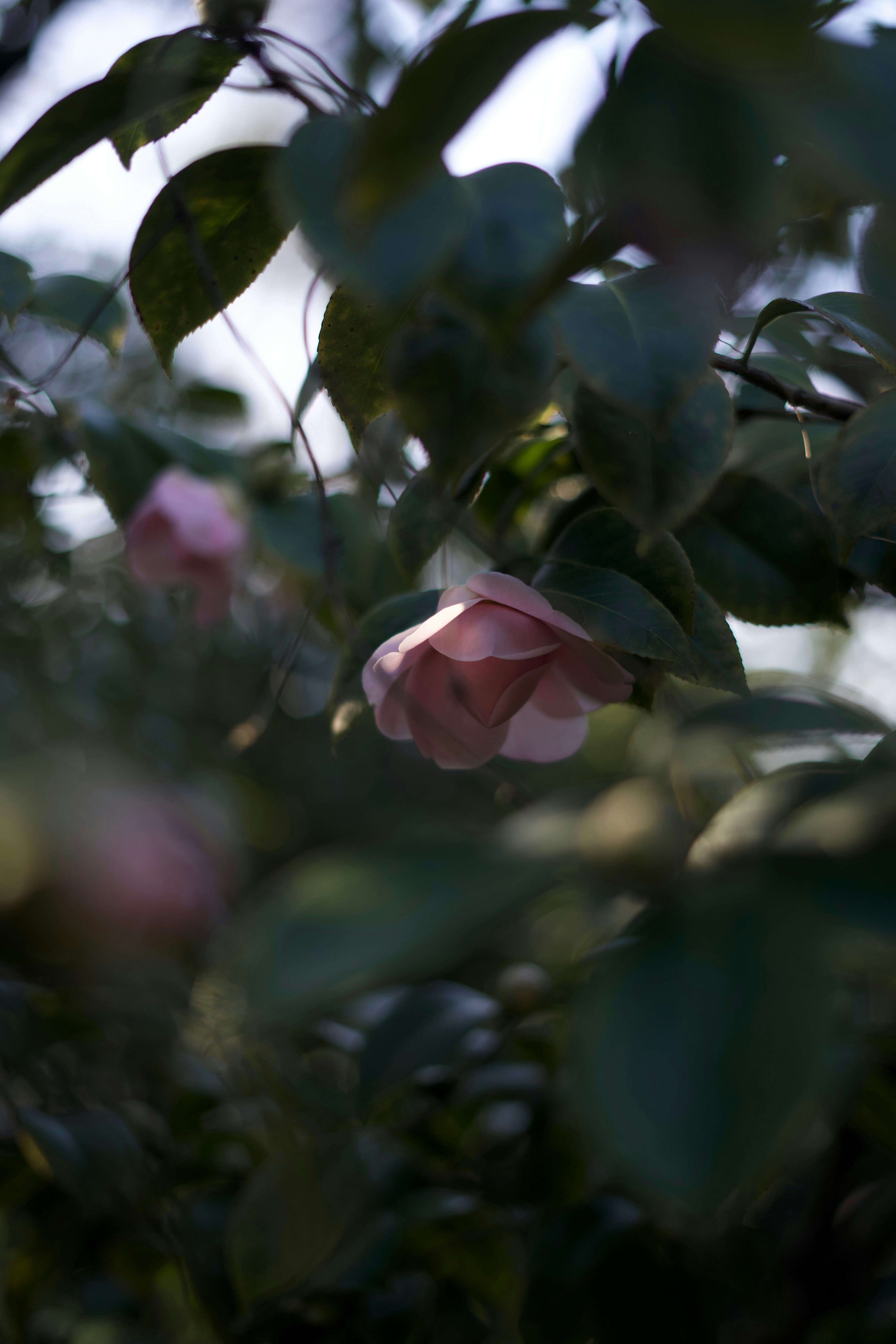 Photo by kris_verityamm