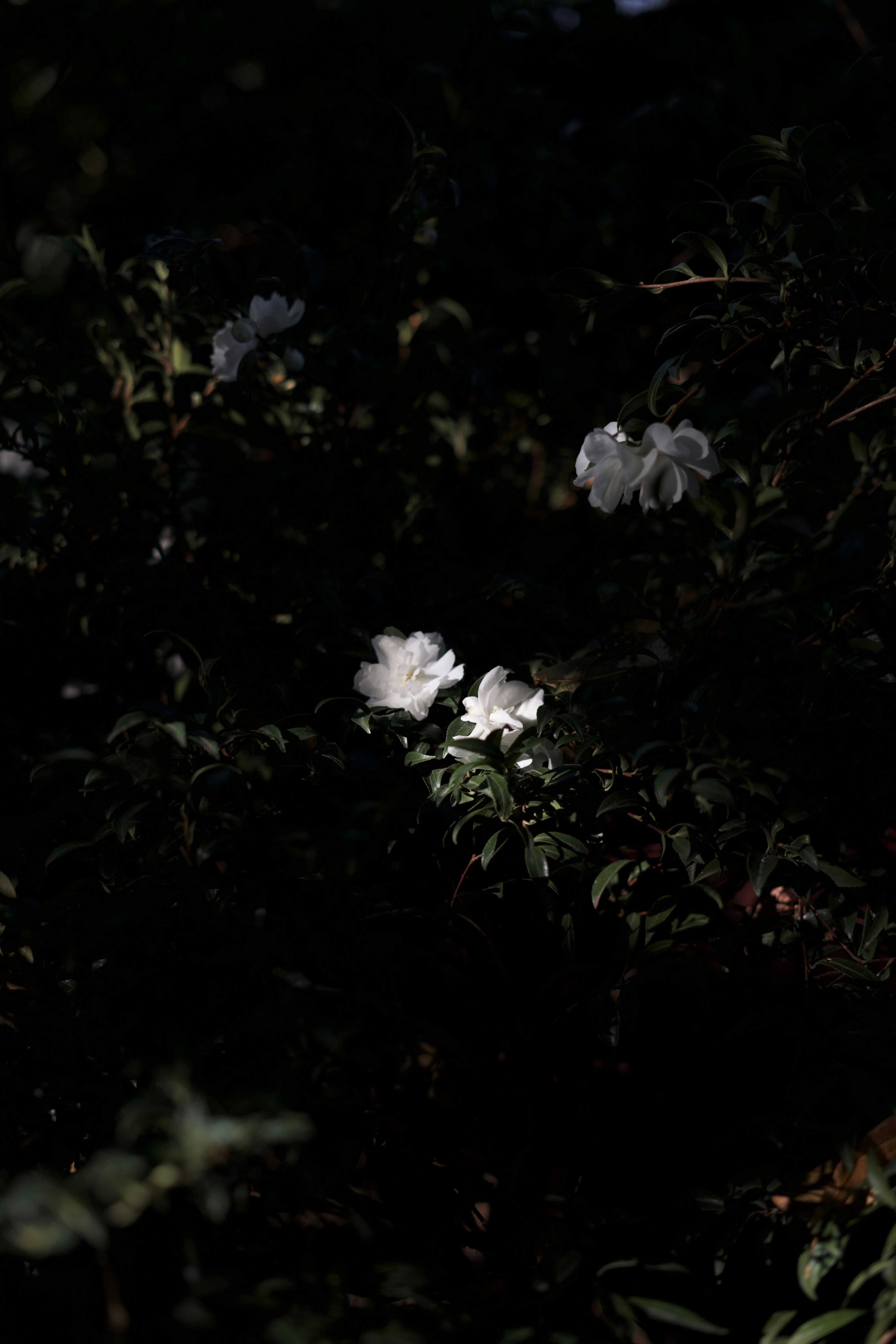 Photo by kris_verityamm