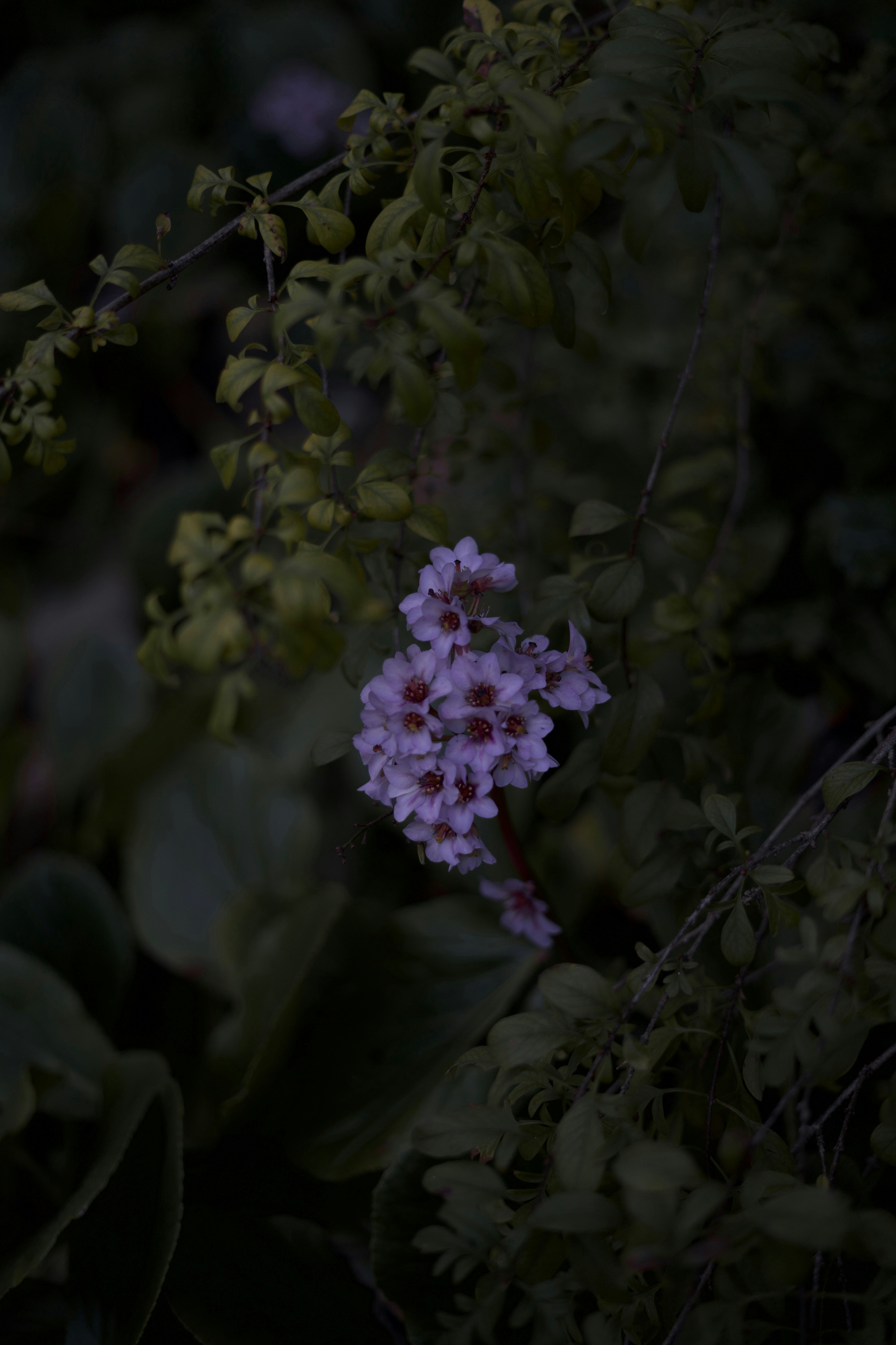 Photo by kris_verityamm