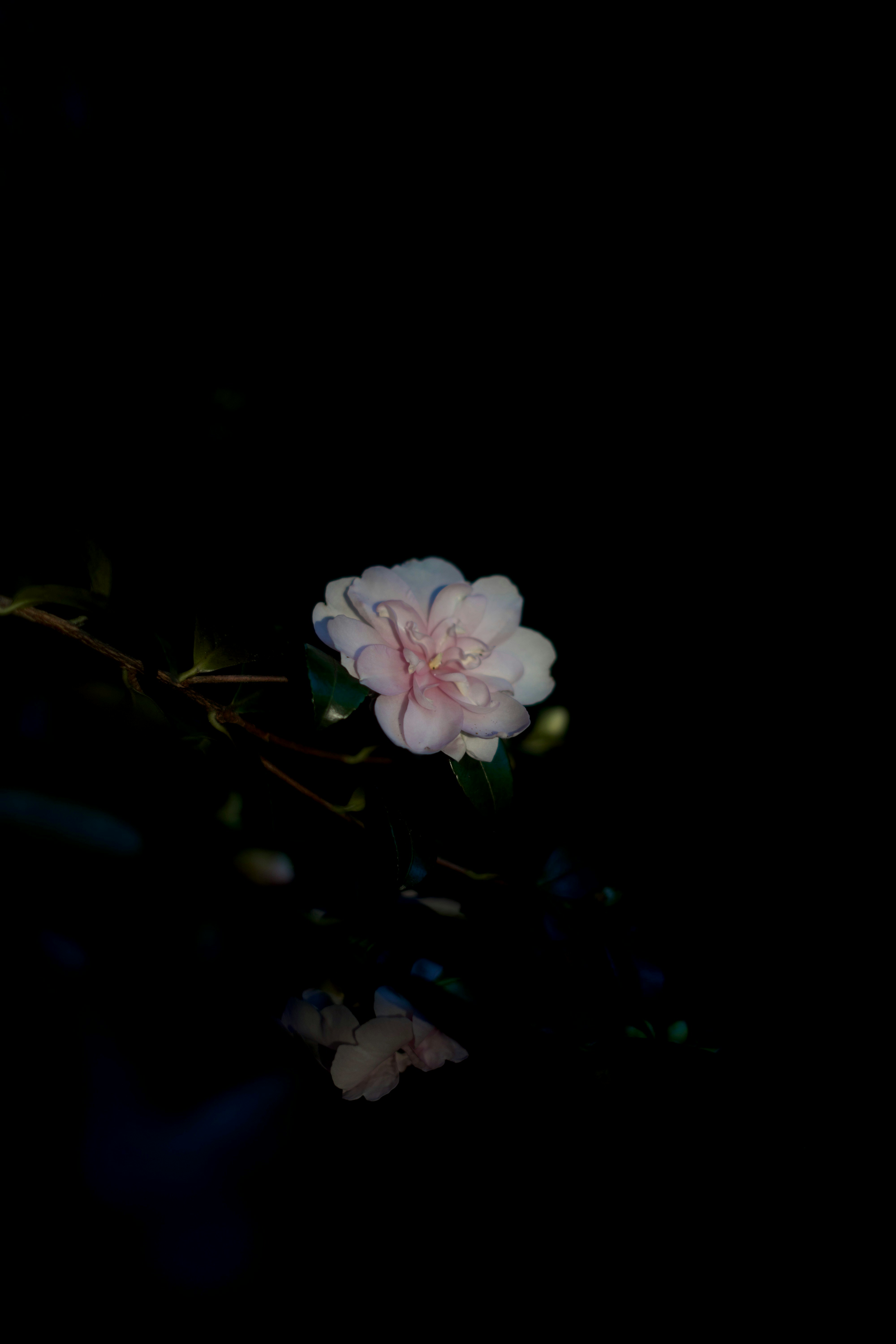 Photo by kris_verityamm