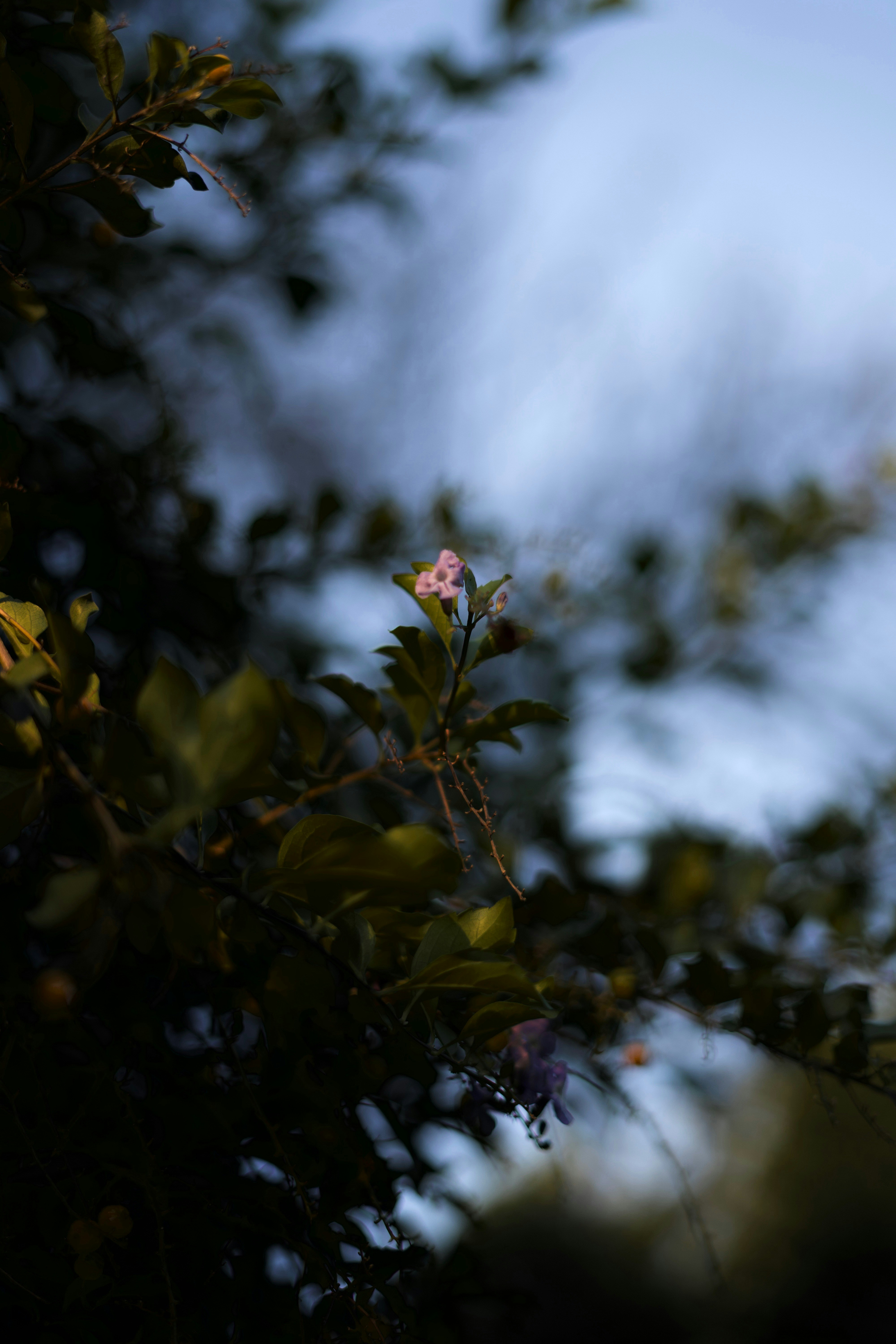 Photo by kris_verityamm