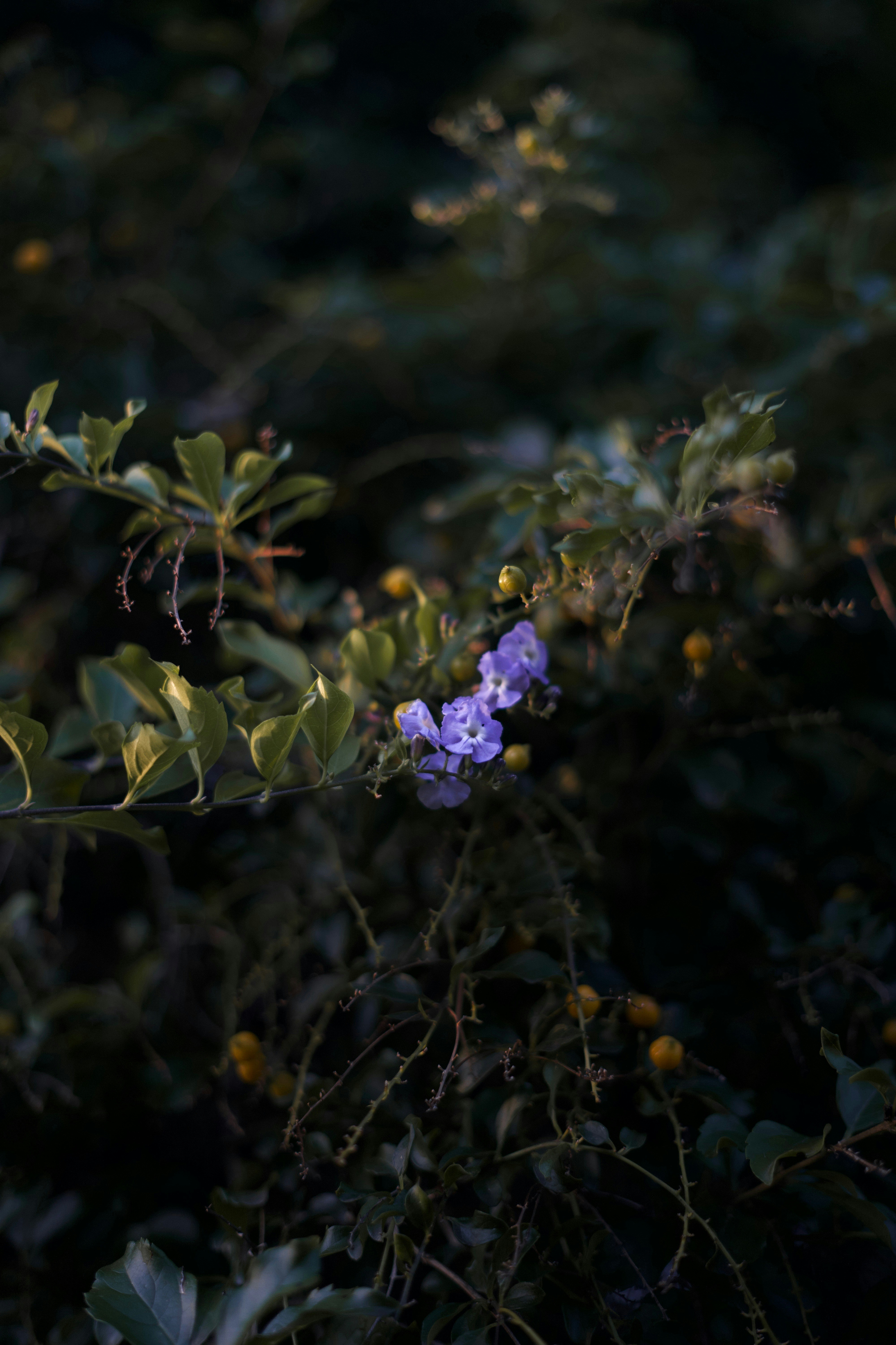 Photo by kris_verityamm