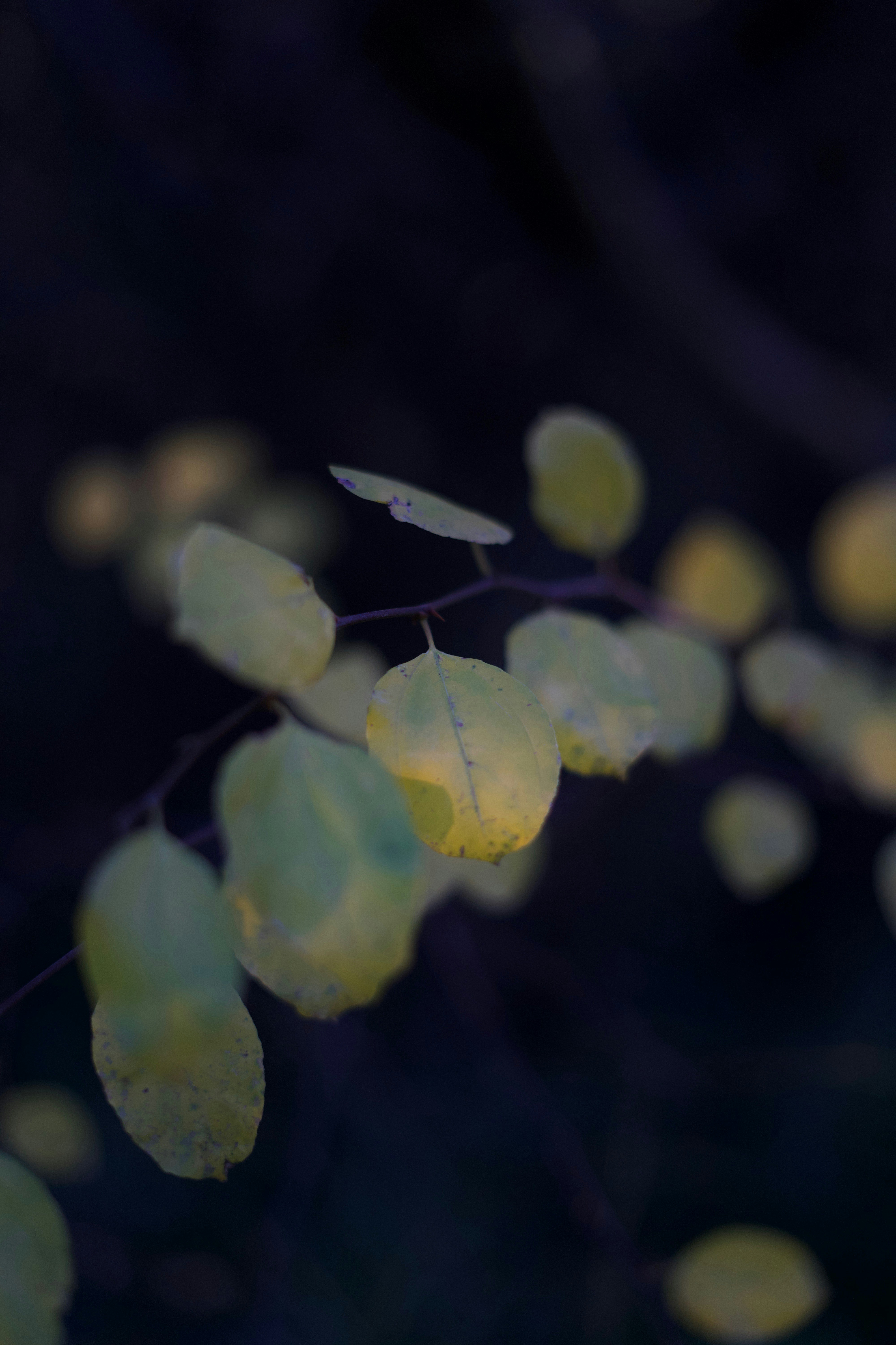 Photo by kris_verityamm