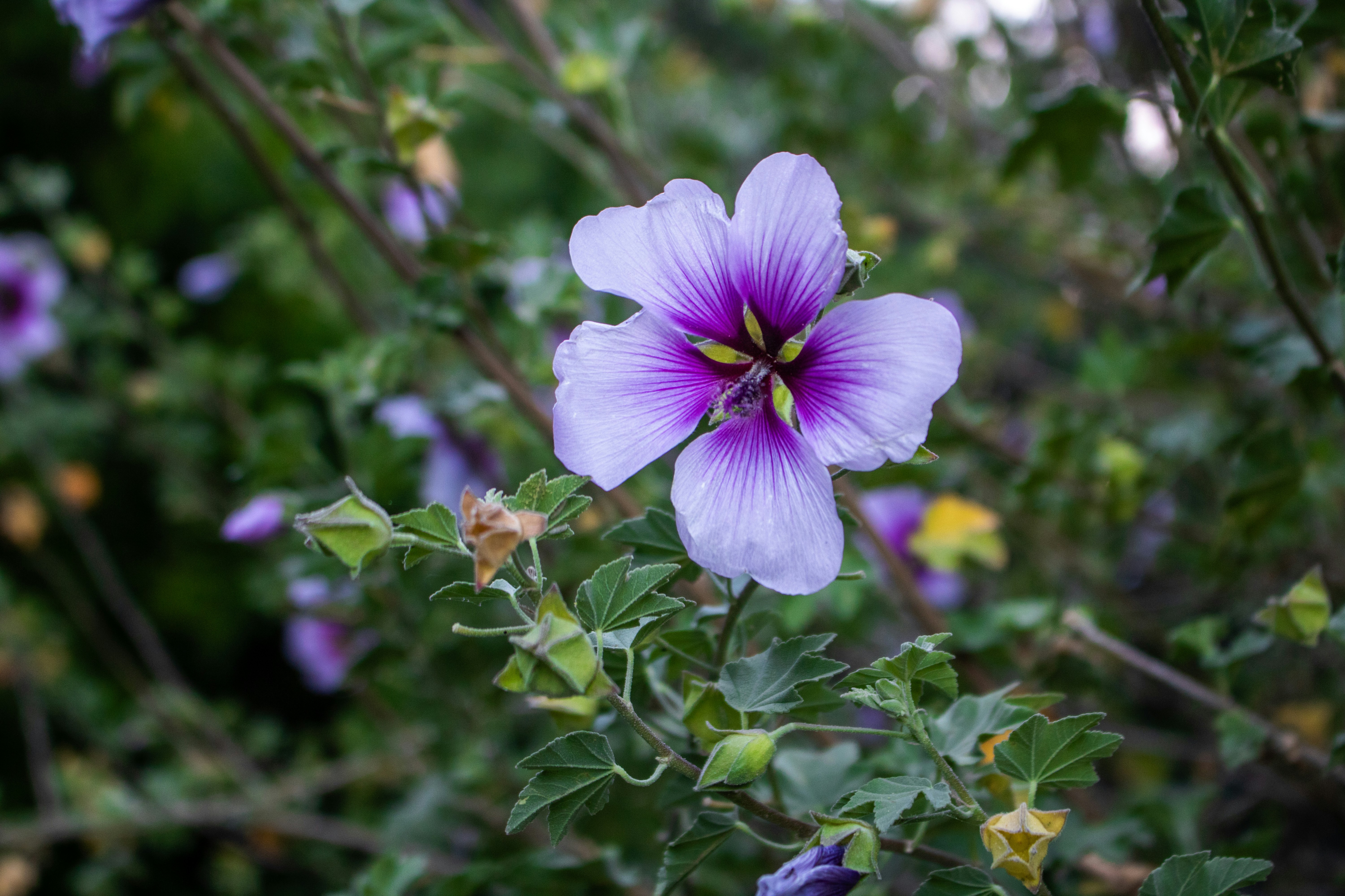 Photo by zoshuacolah