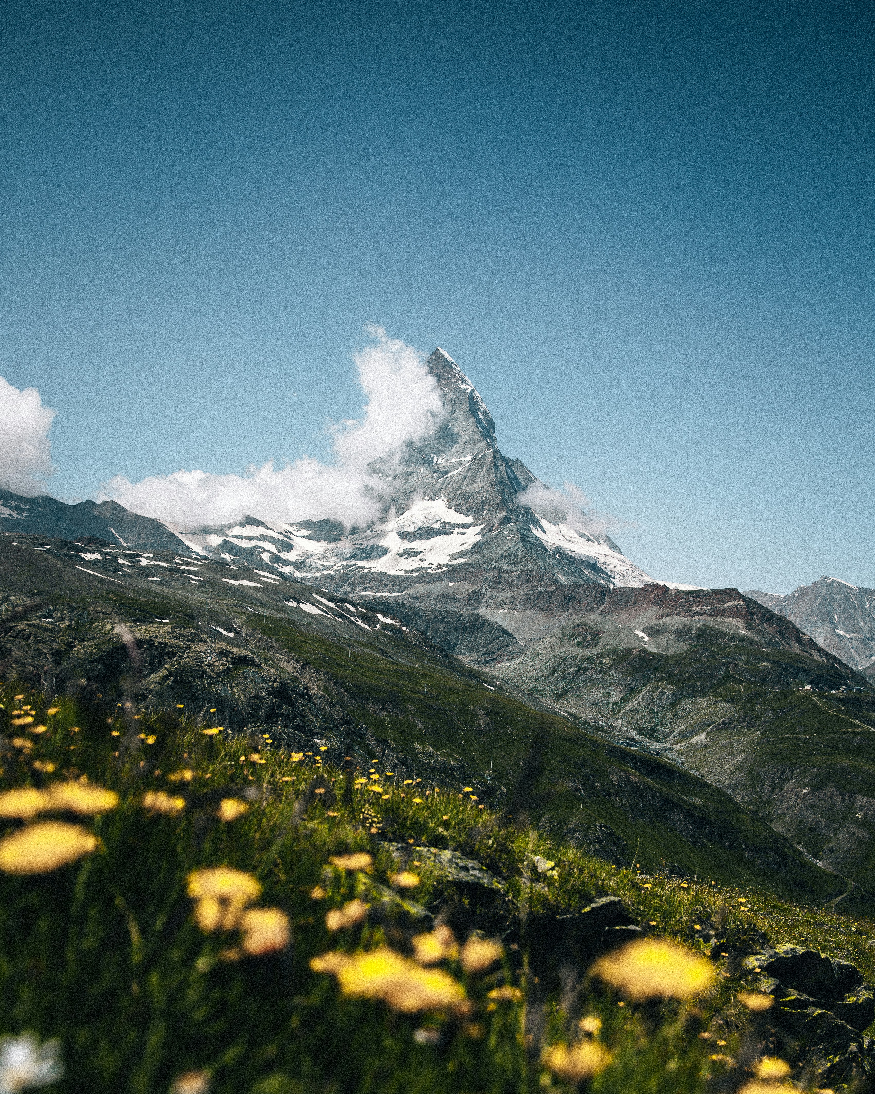 A view of a mountain range with wildflowers in the foreground