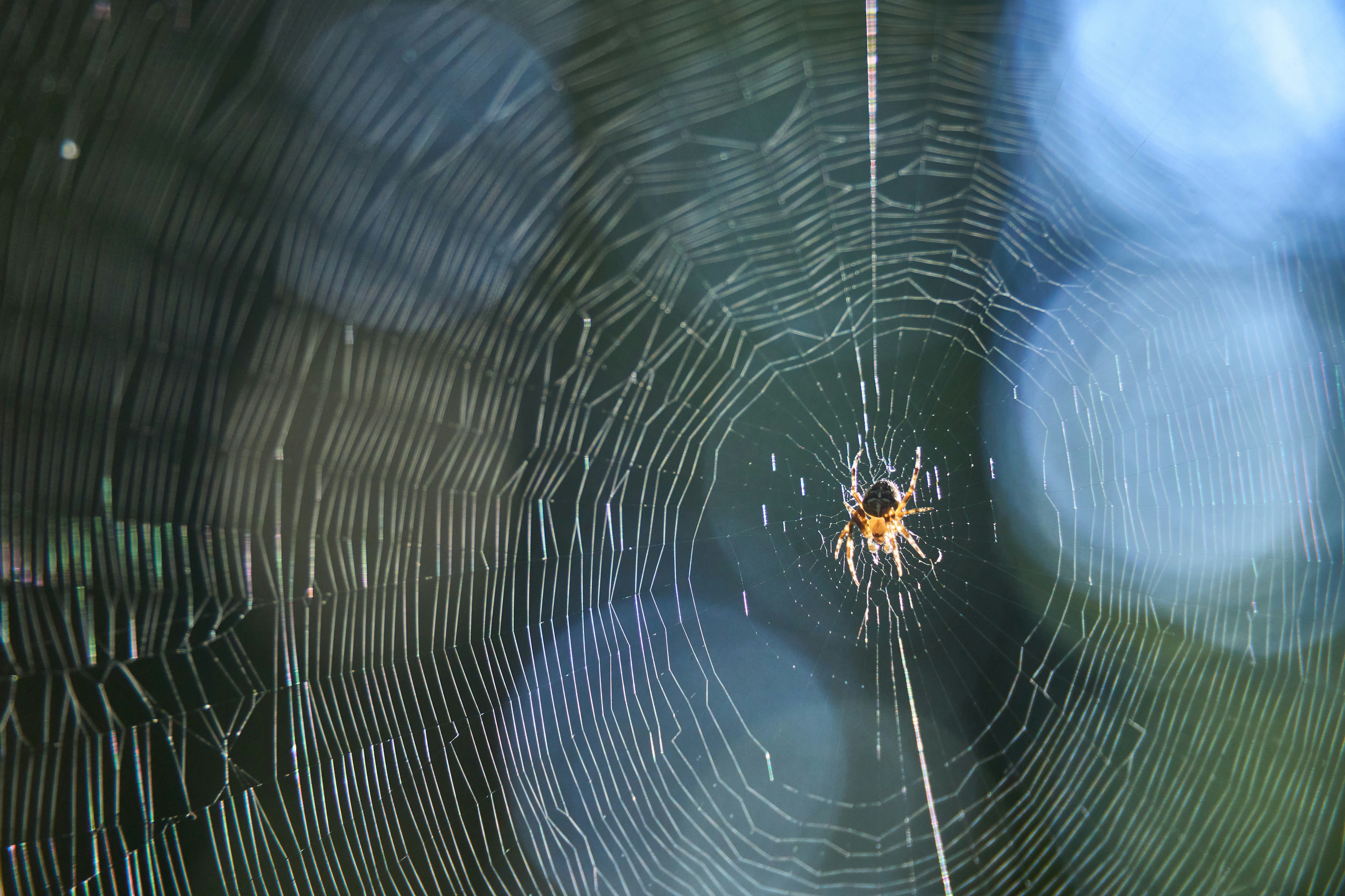 Photo by wolfgang_hasselmann