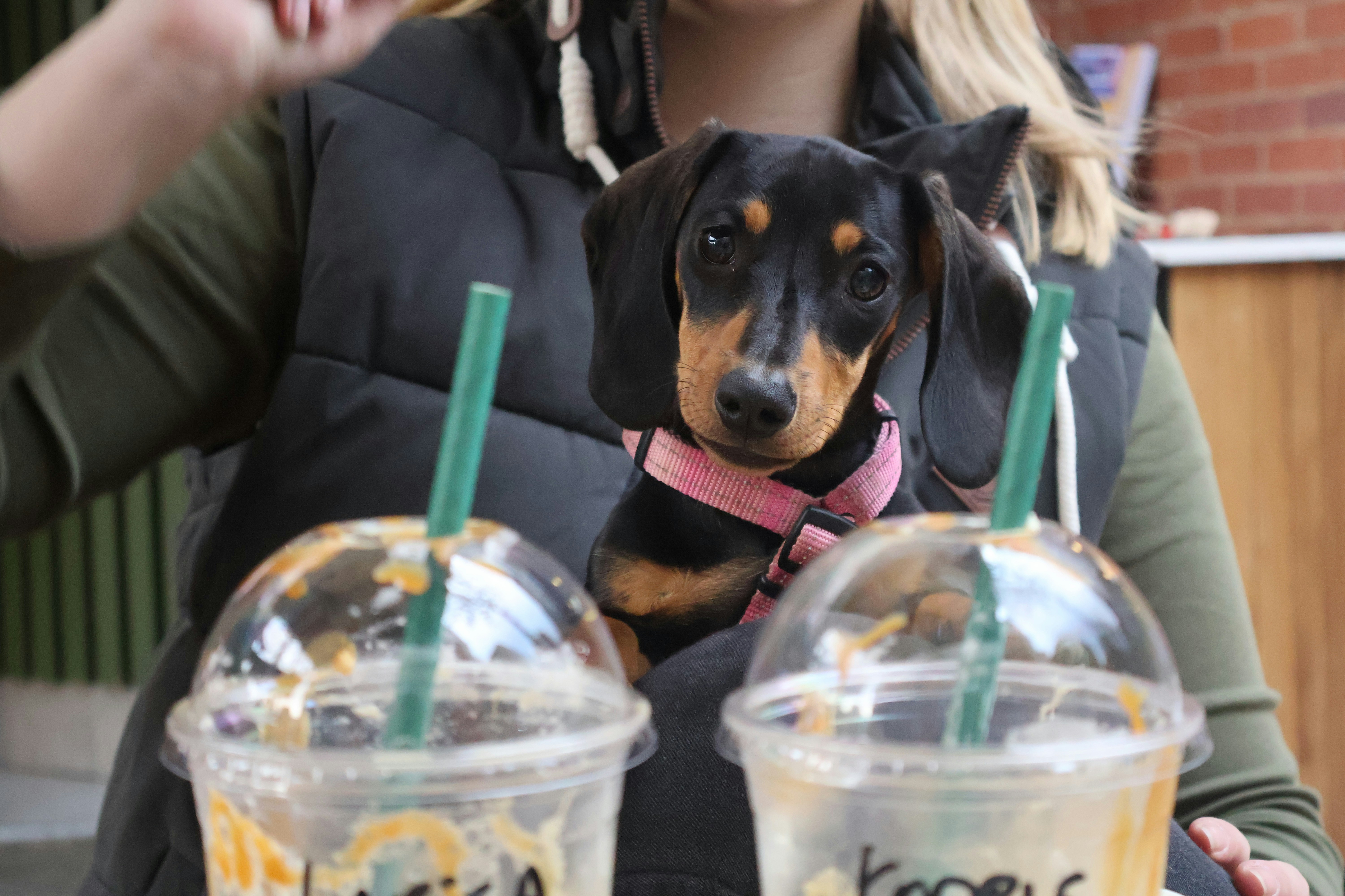 Is It Common For Dachshunds To Be Sick