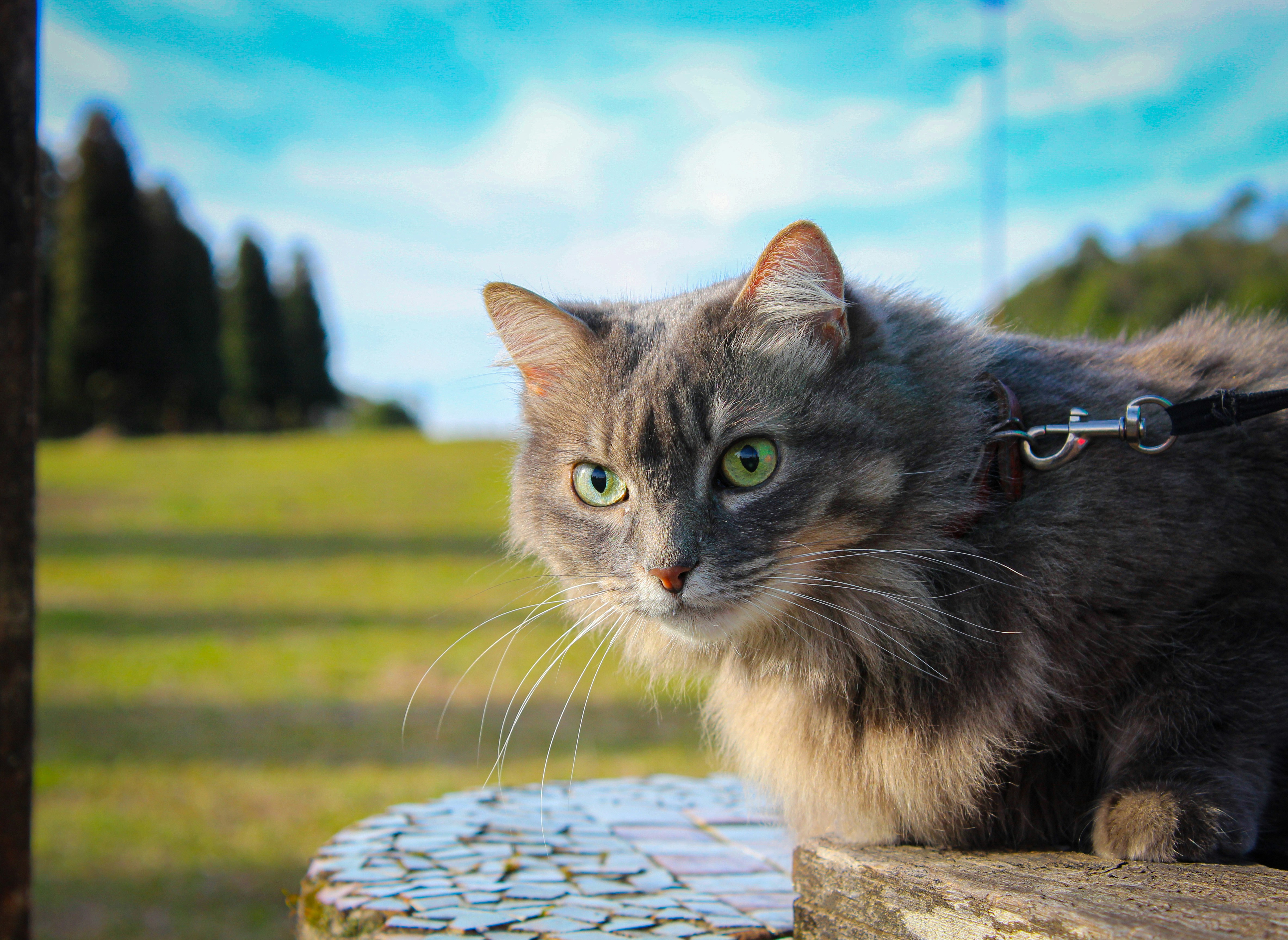 My cat ?