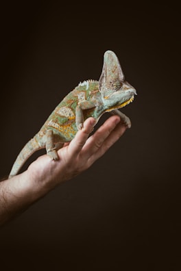 A person holding a small chamelon in their hand