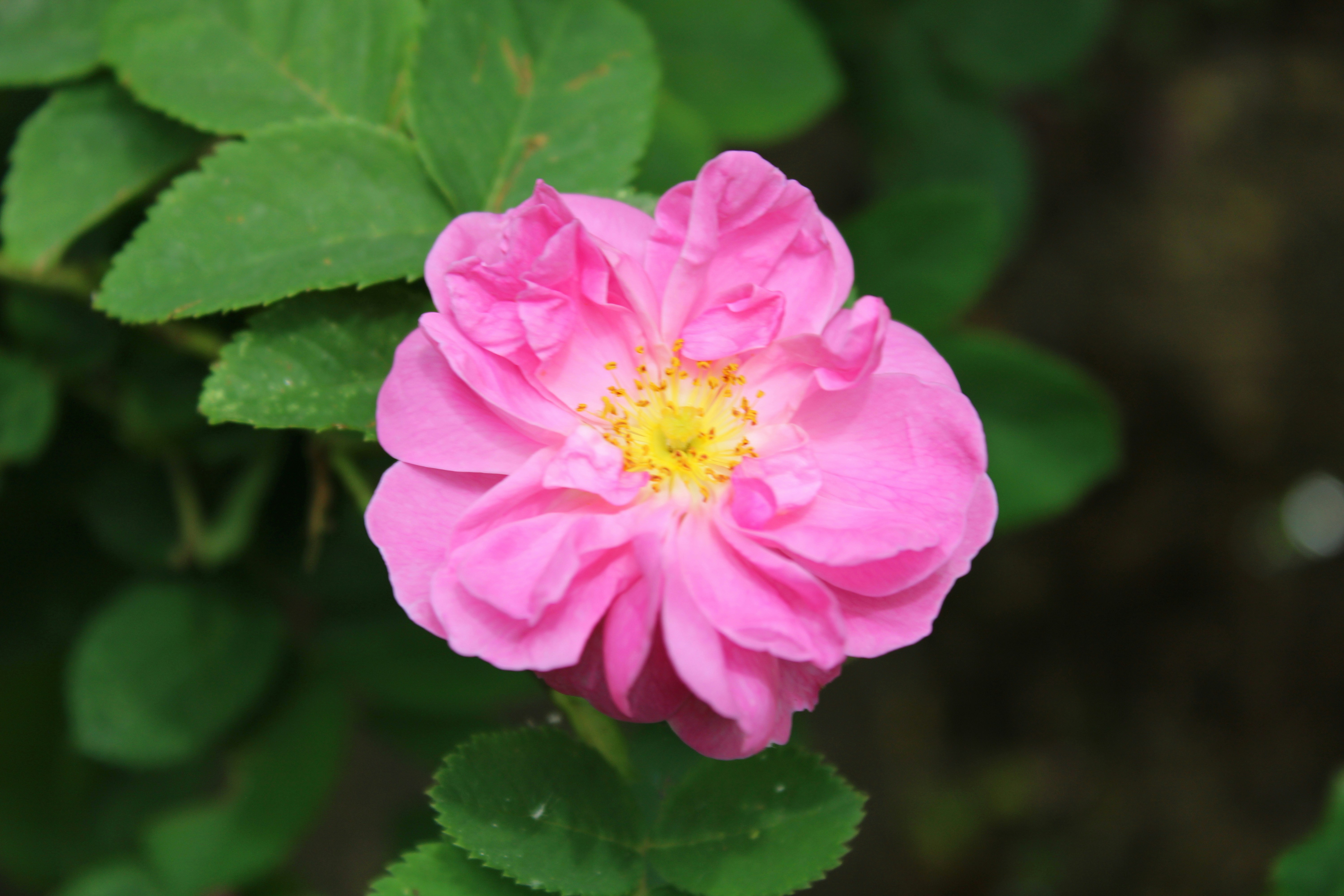 Photo by moslemdanesh