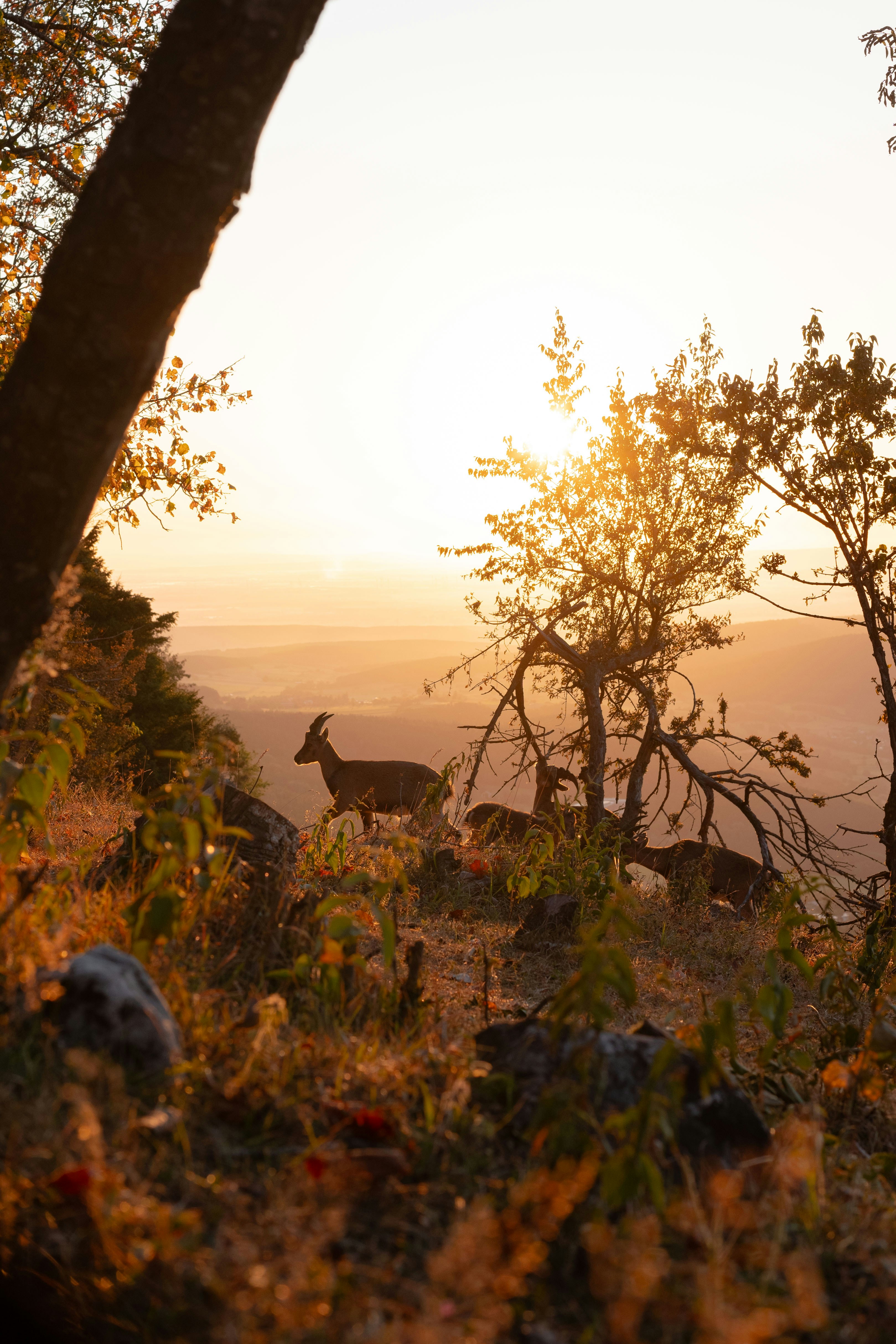 A couple of deer standing on top of a grass covered hillside