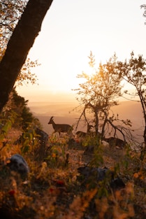 A couple of deer standing on top of a grass covered hillside