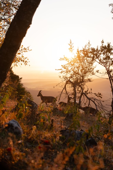 A couple of deer standing on top of a grass covered hillside