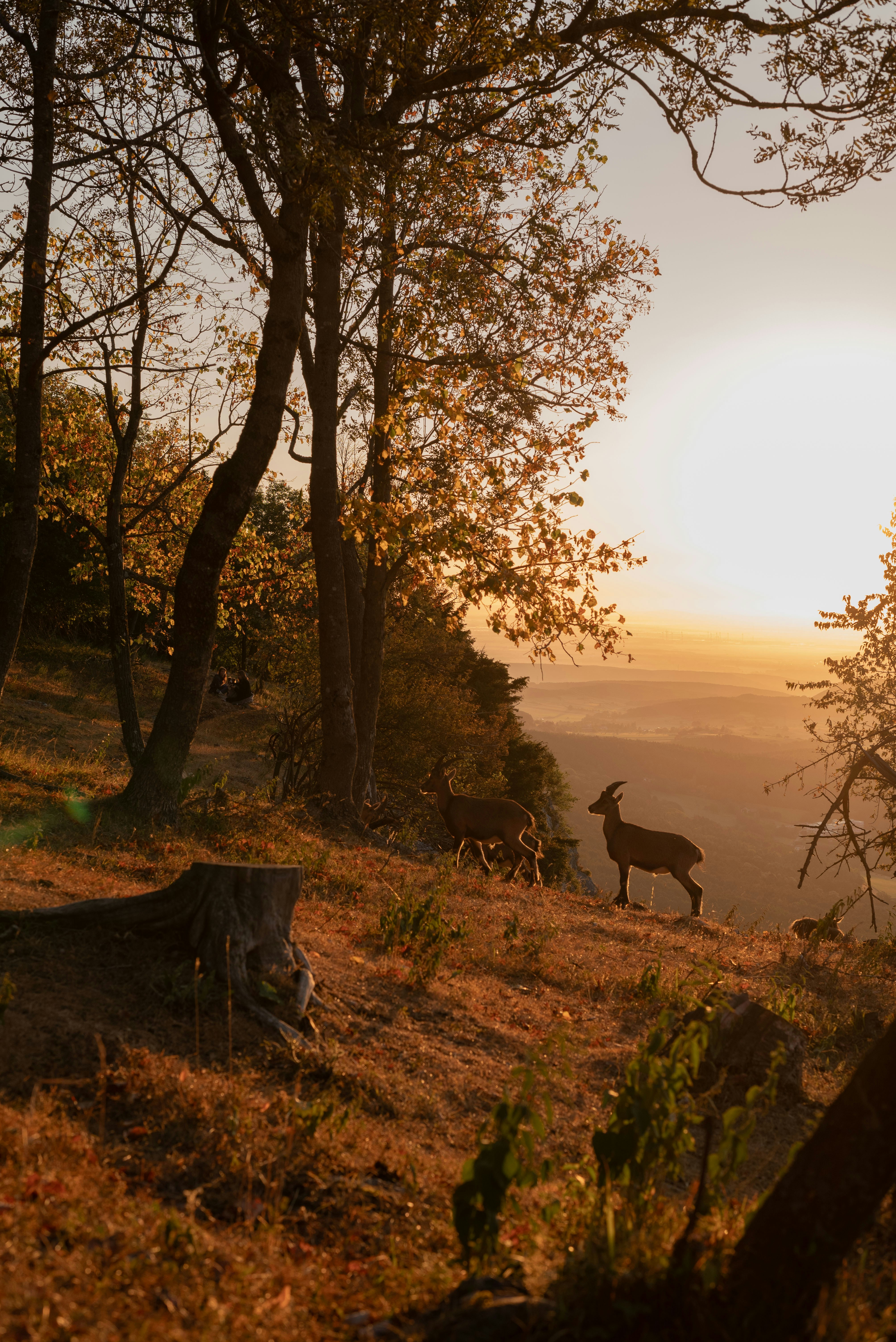 A couple of deer standing on top of a grass covered hillside