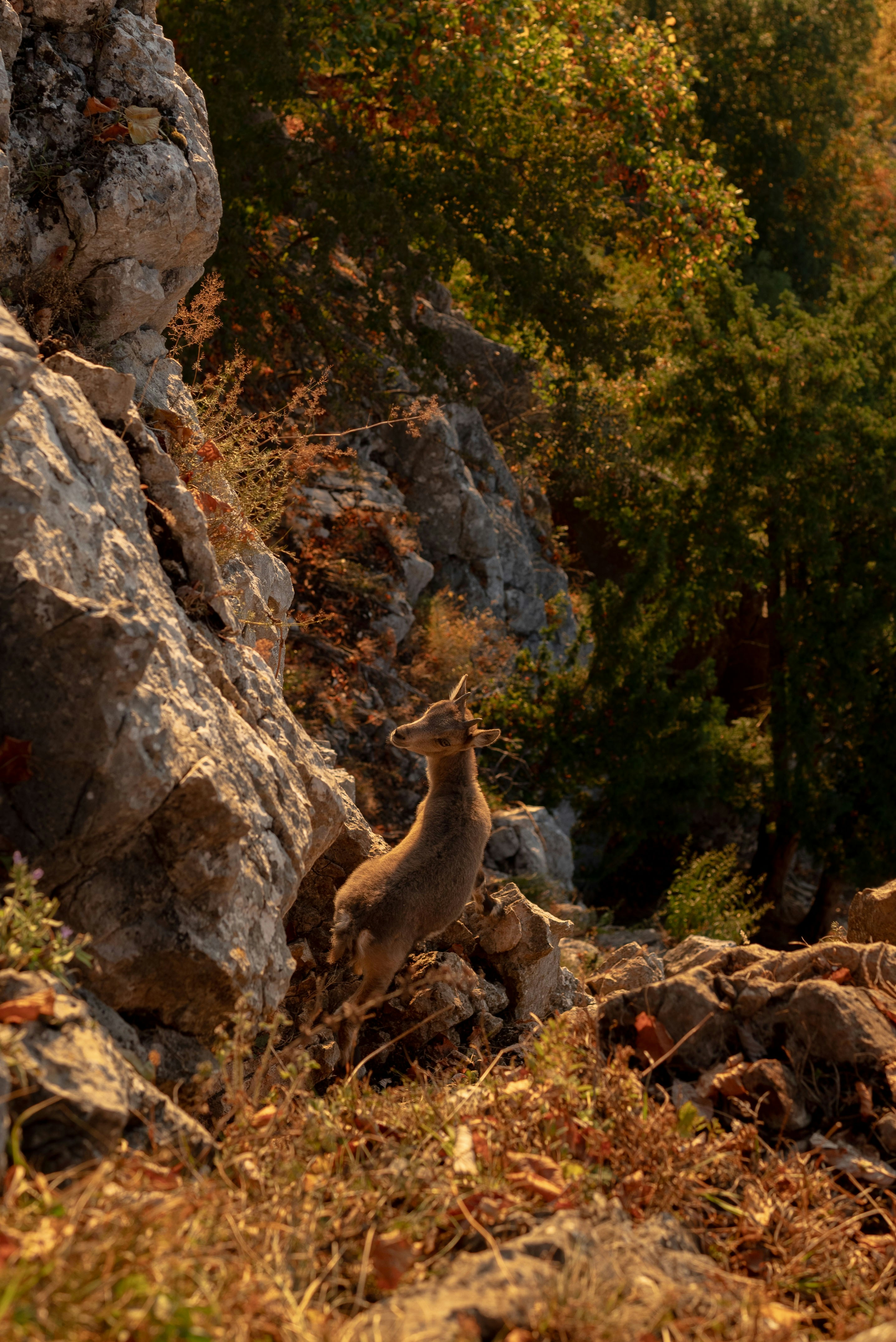 A couple of animals that are standing in the grass