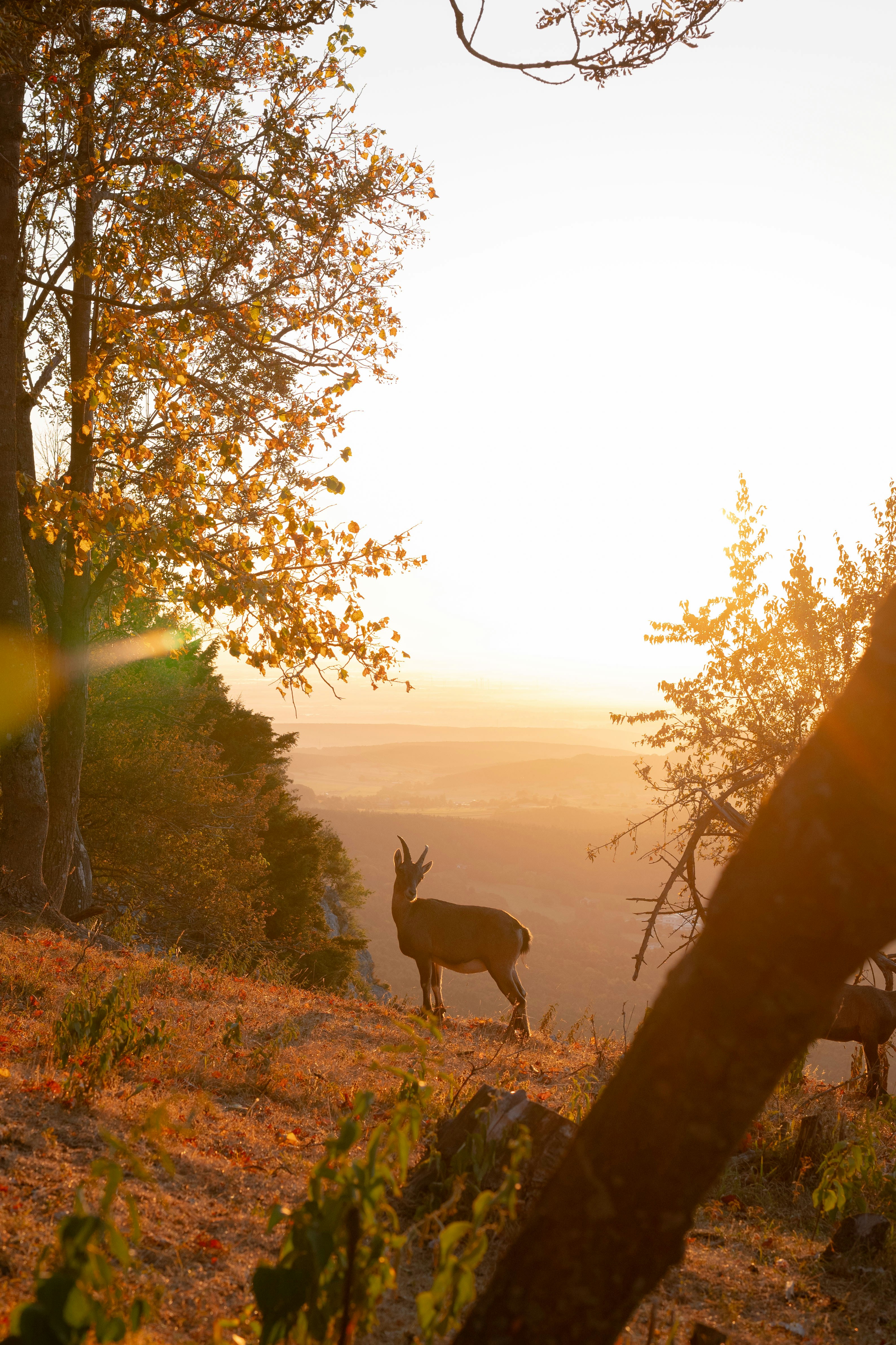 A deer standing on top of a lush green hillside
