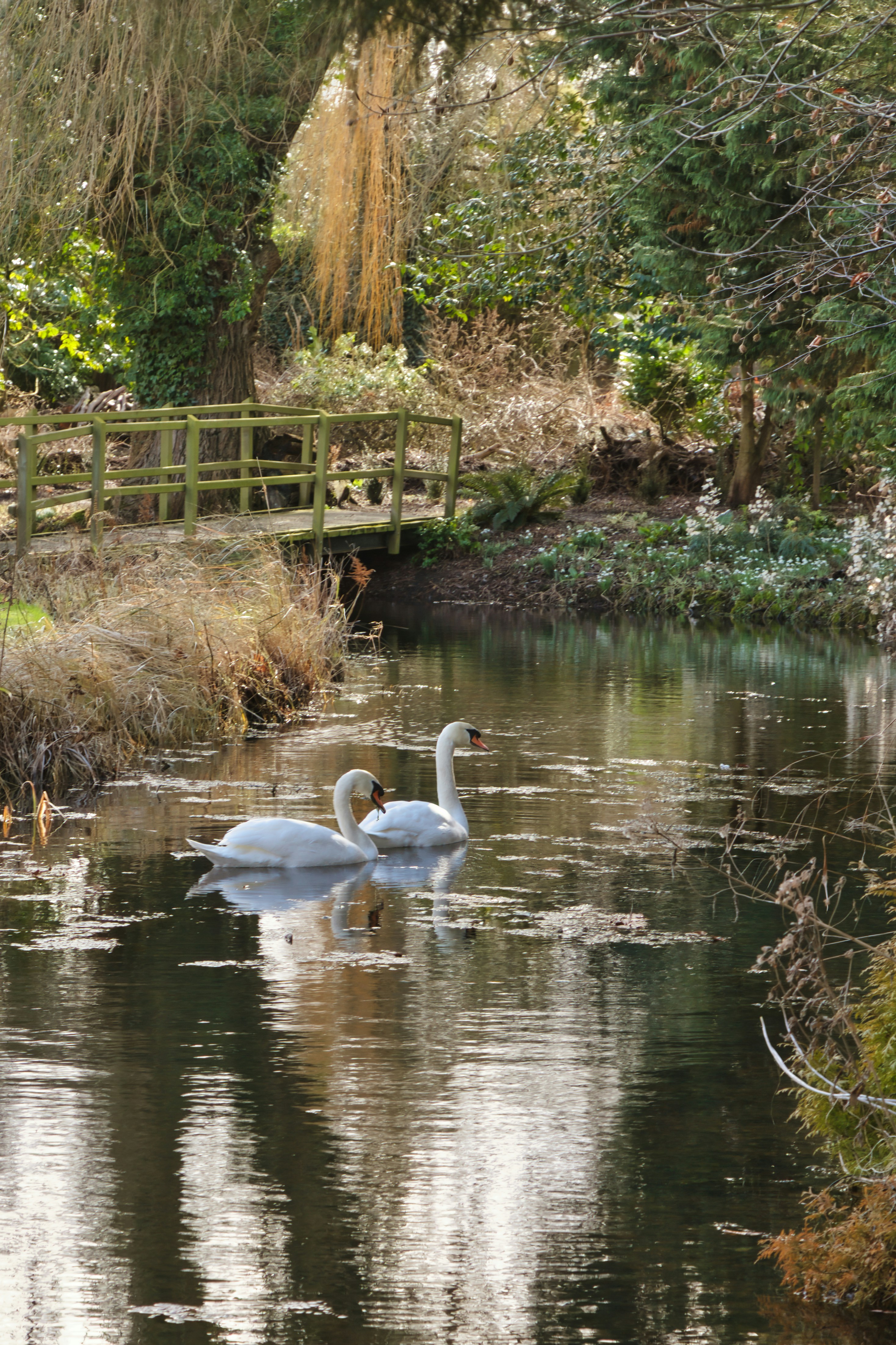 Two swans swimming in a pond near a bridge