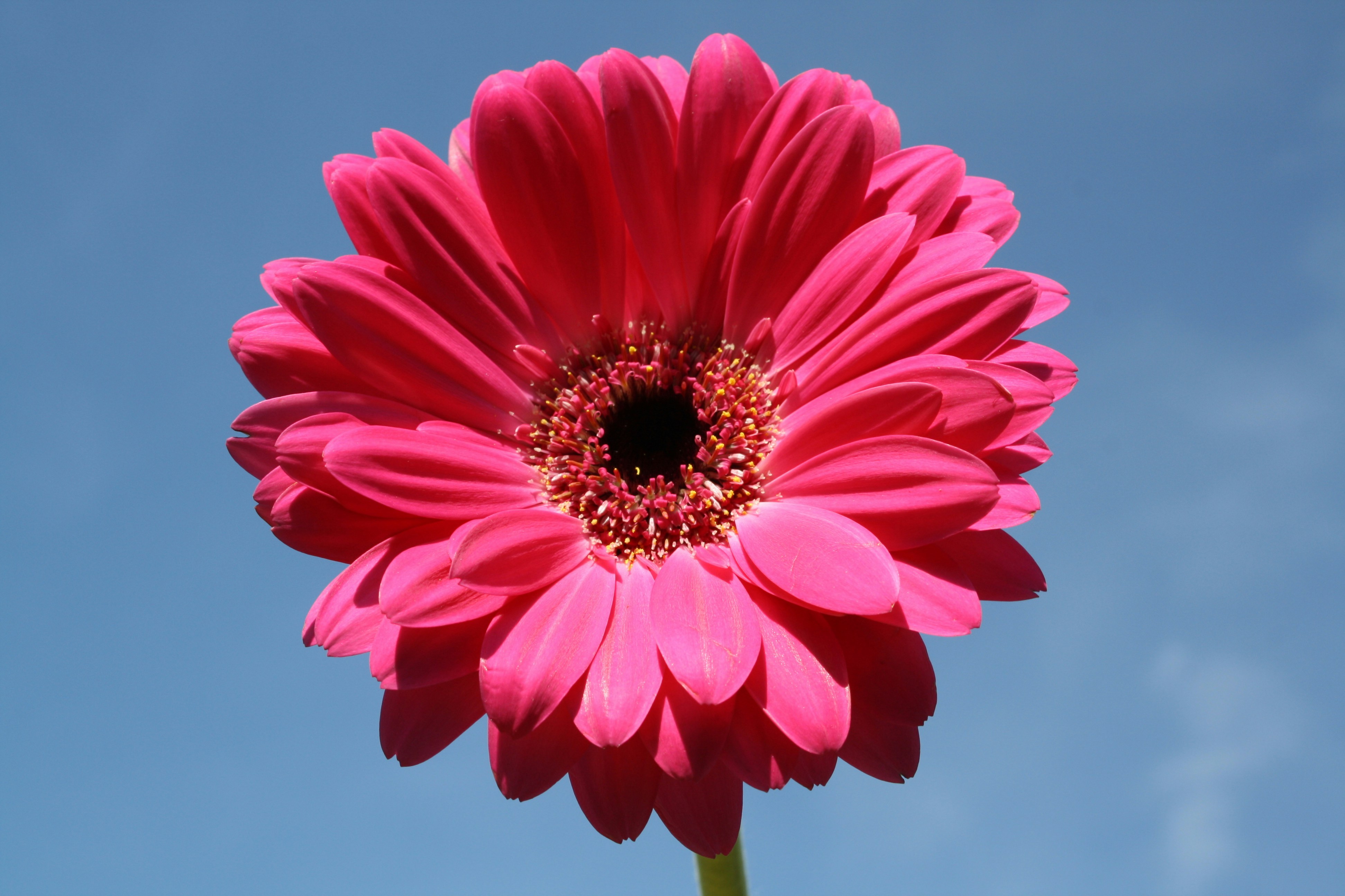 Photo by littlegemstudio