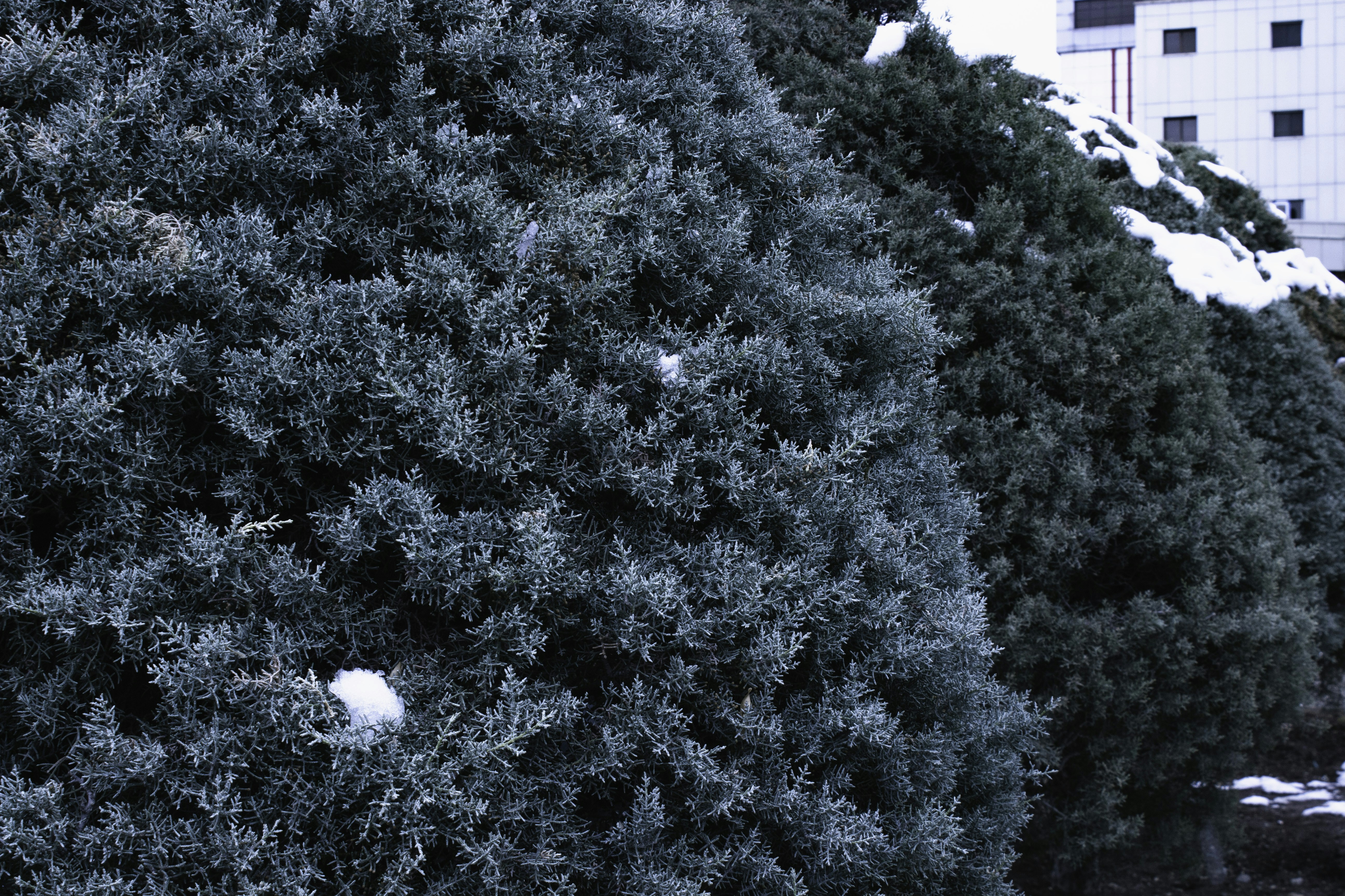 Photo by elham_frame