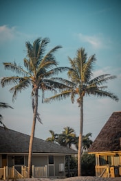 A couple of palm trees sitting next to a beach