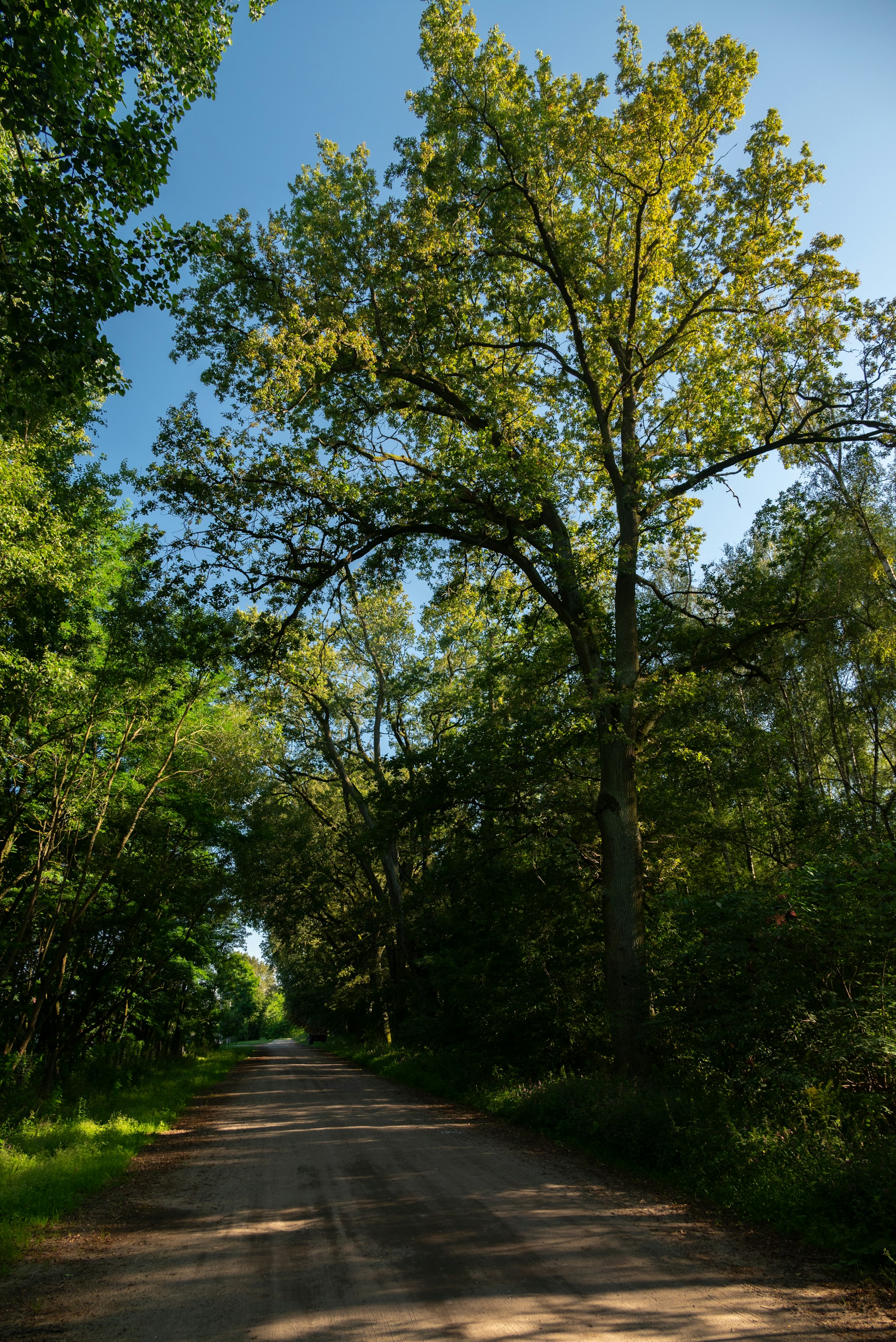 A dirt road surrounded by trees and grass