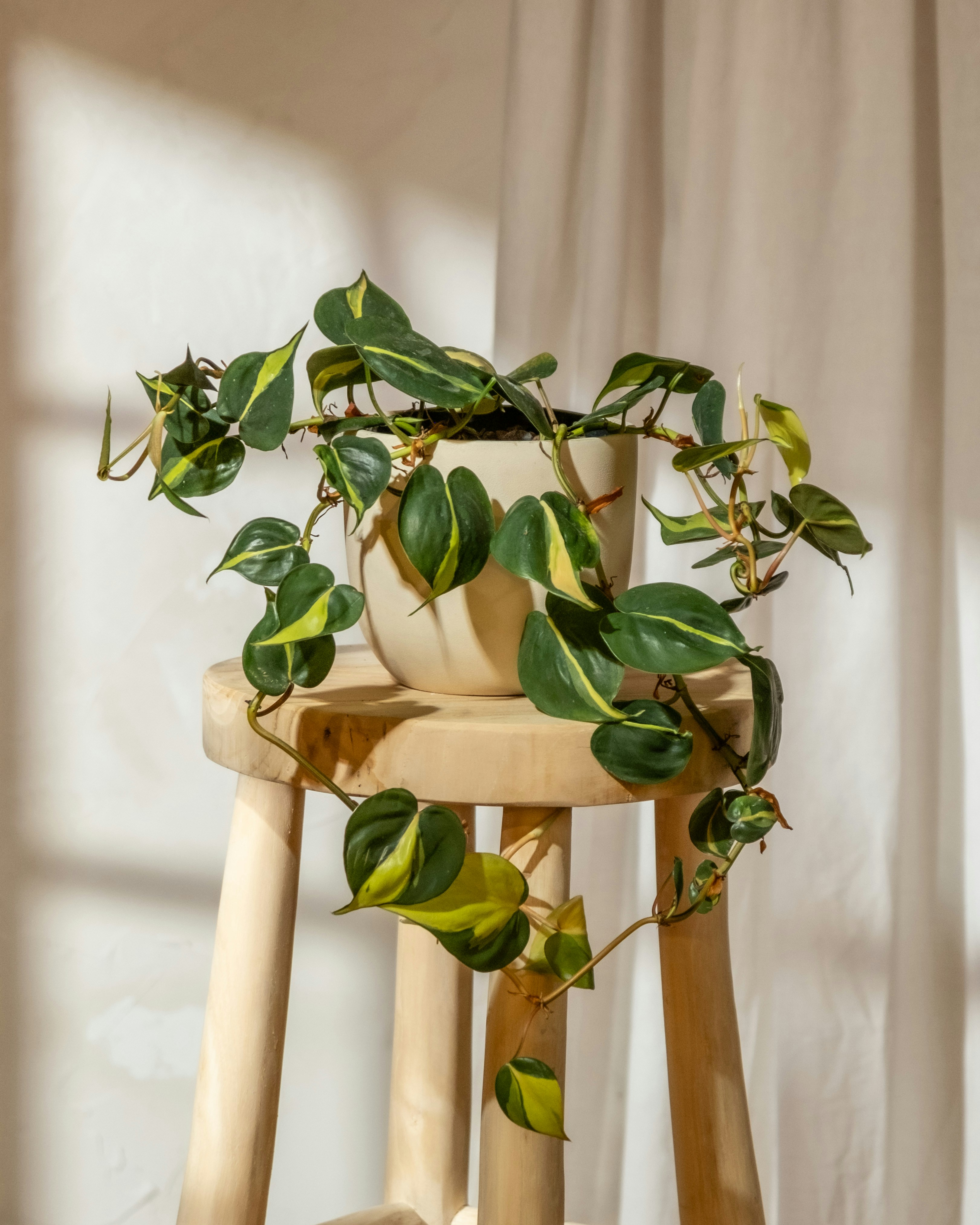 Photo by feeypflanzen