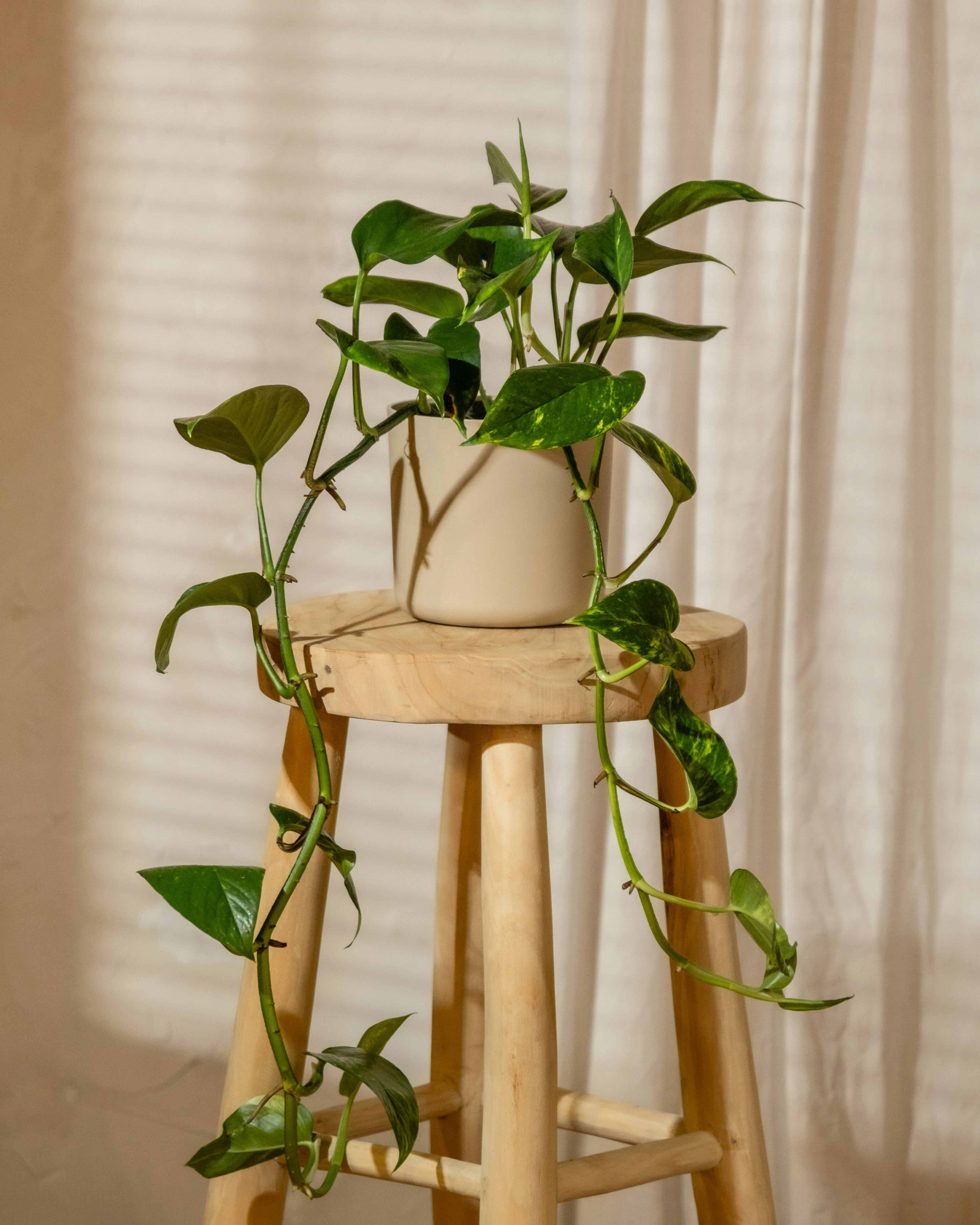 Photo by feeypflanzen