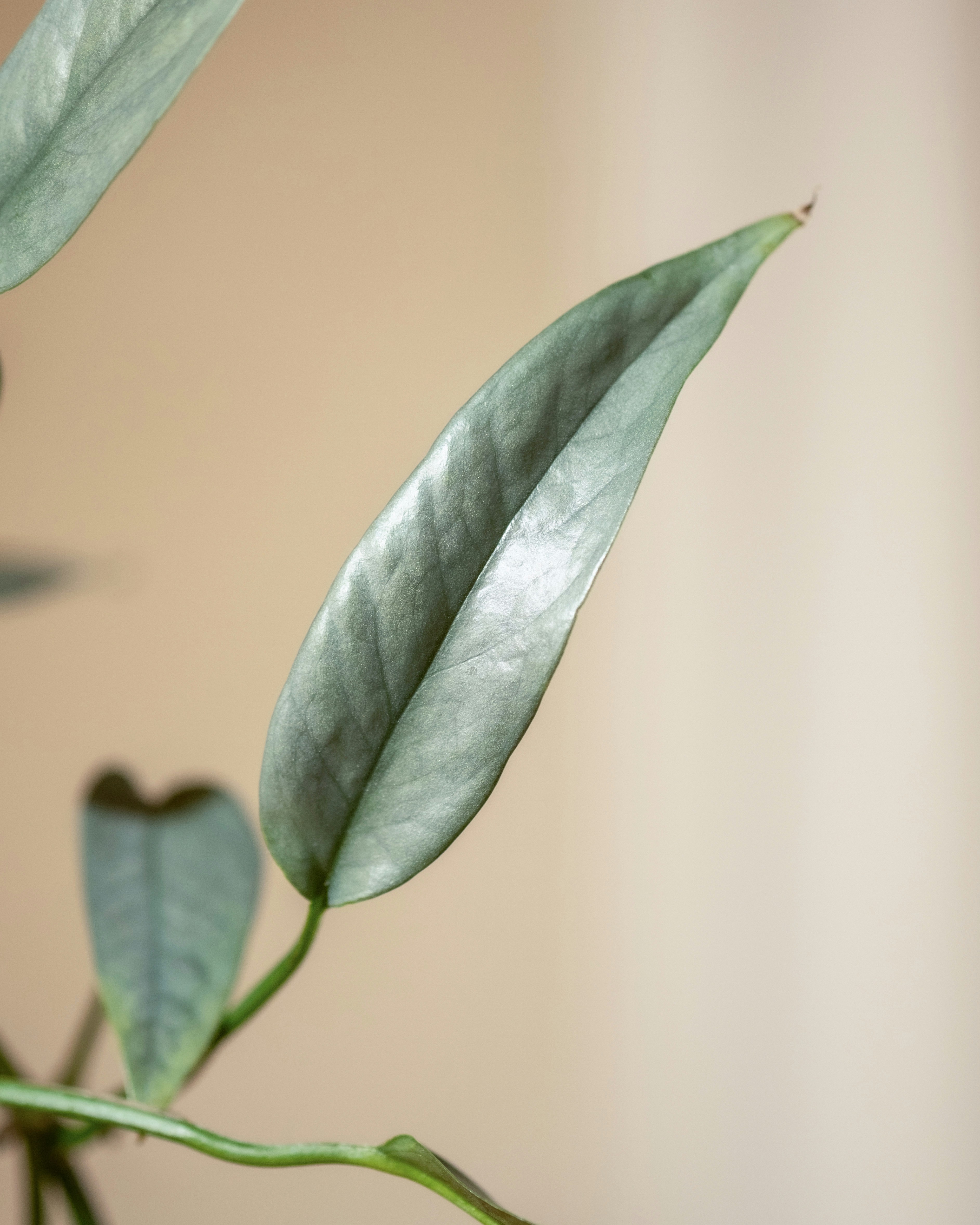 Photo by feeypflanzen