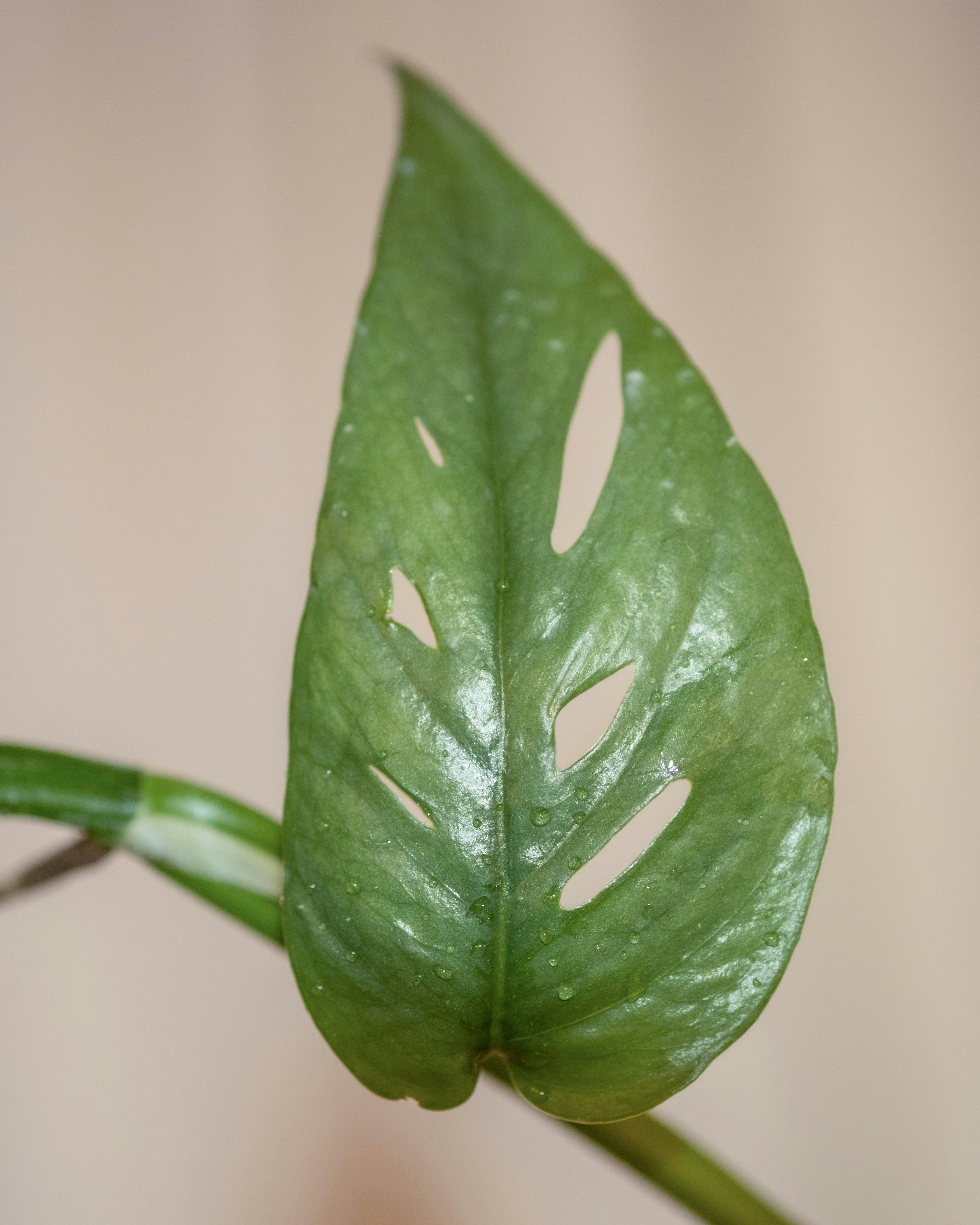 Photo by feeypflanzen