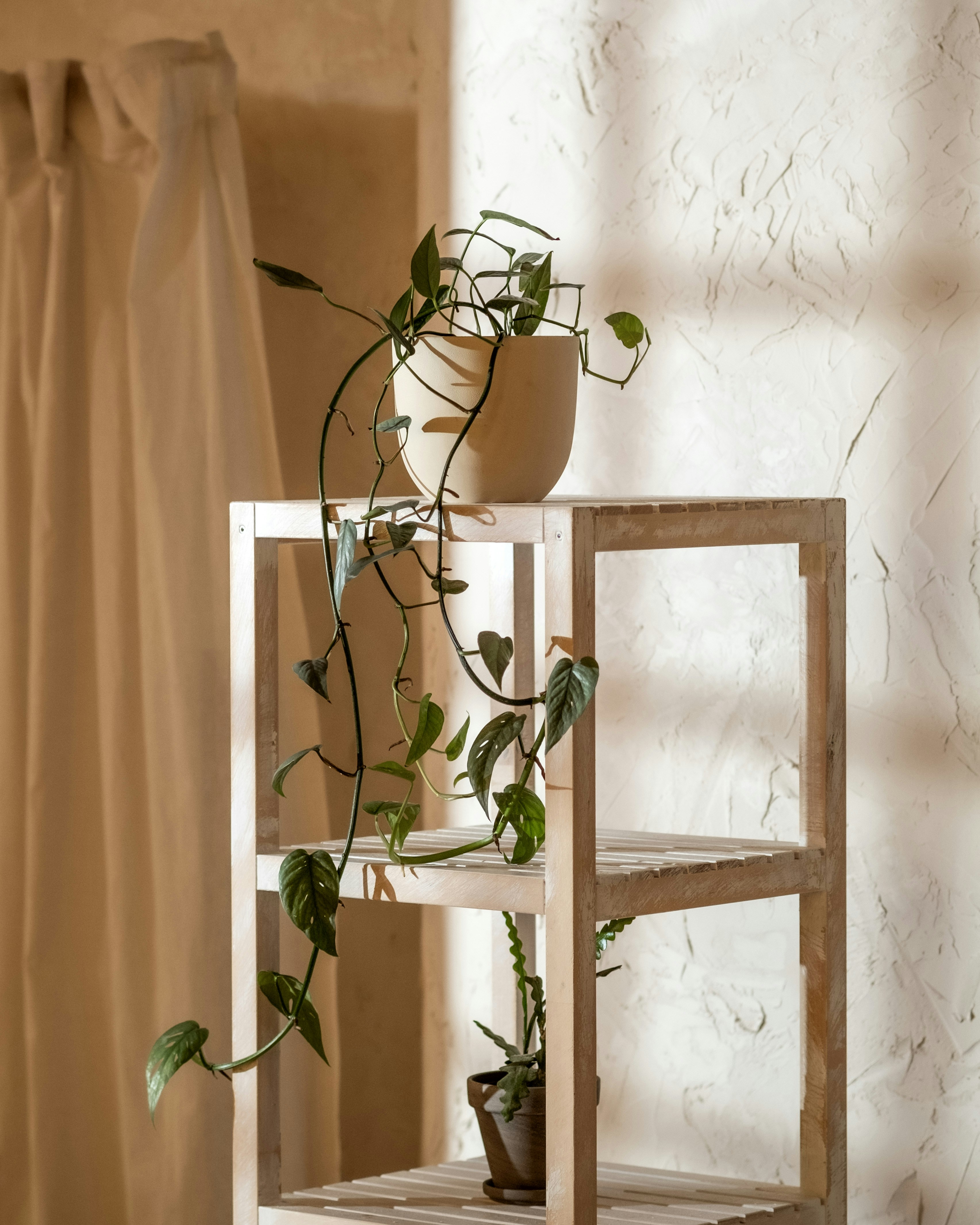 Photo by feeypflanzen