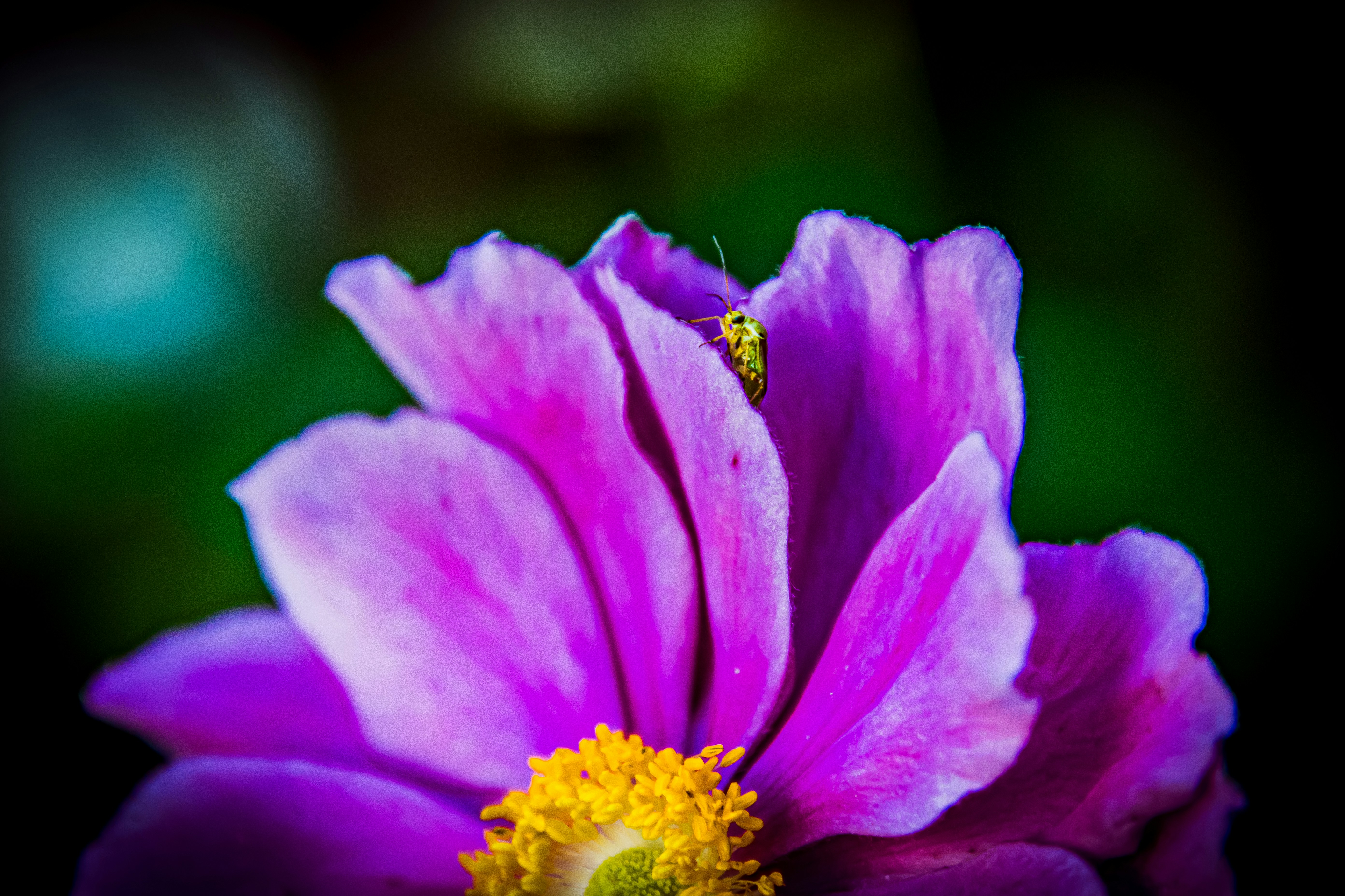 Photo by kristofz