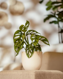A potted plant sitting on top of a table