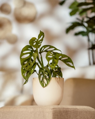 A potted plant sitting on top of a table