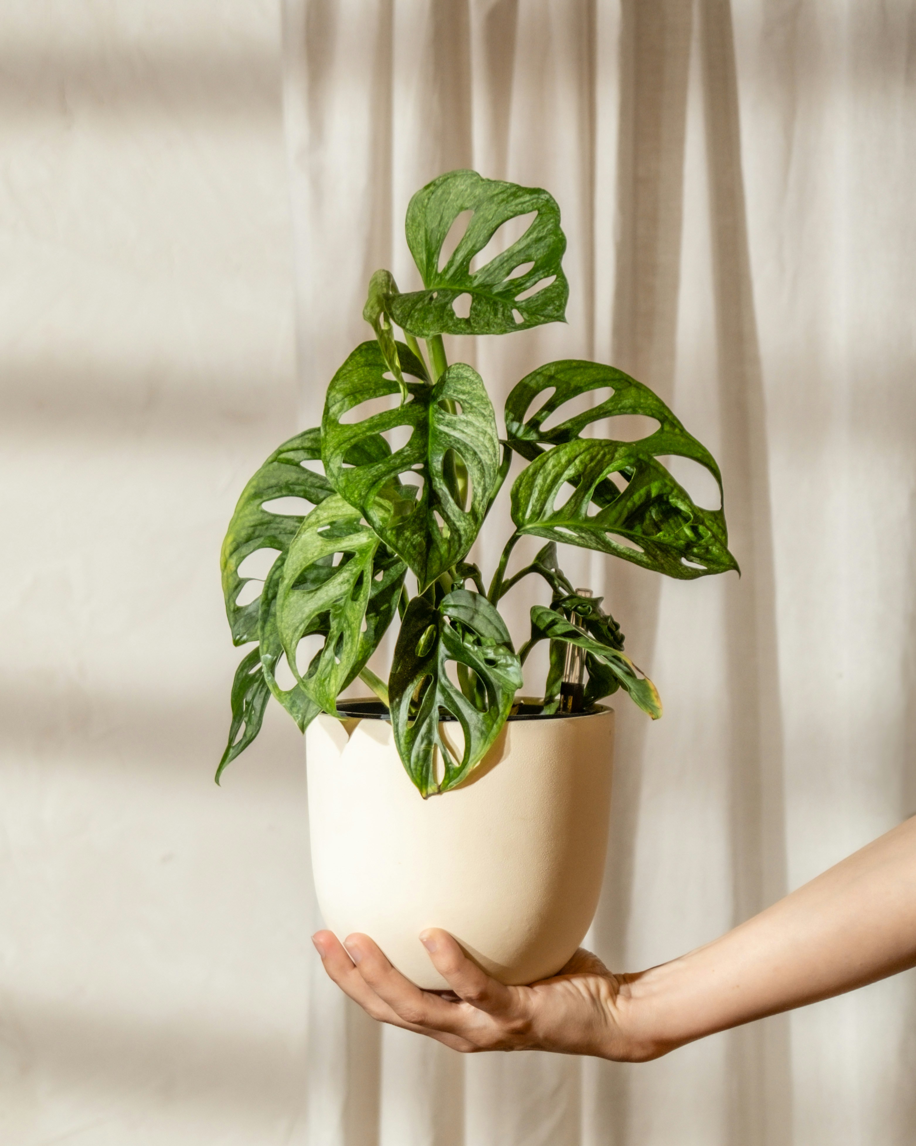 Photo by feeypflanzen