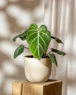 A potted plant sitting on top of a wooden block