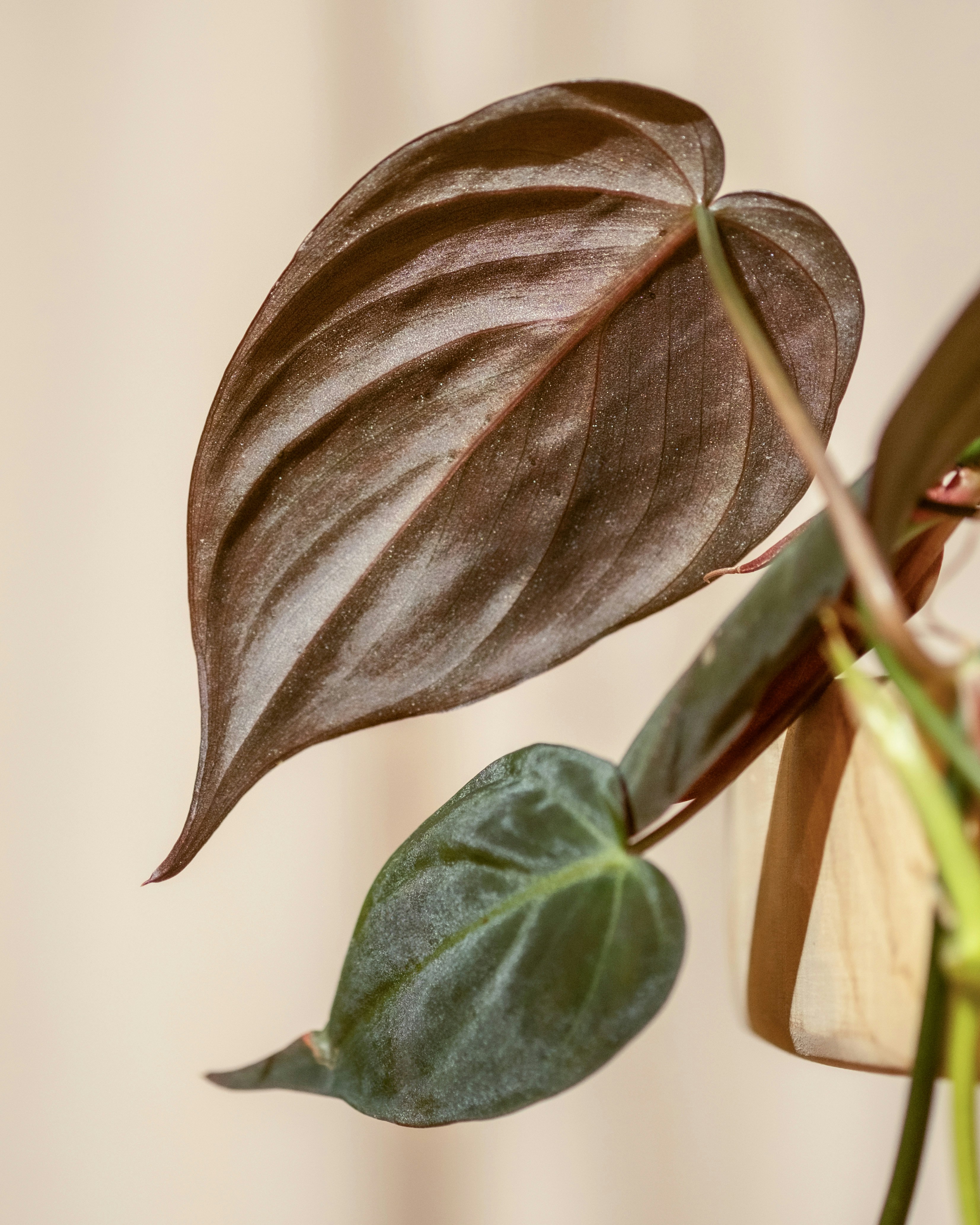 Photo by feeypflanzen