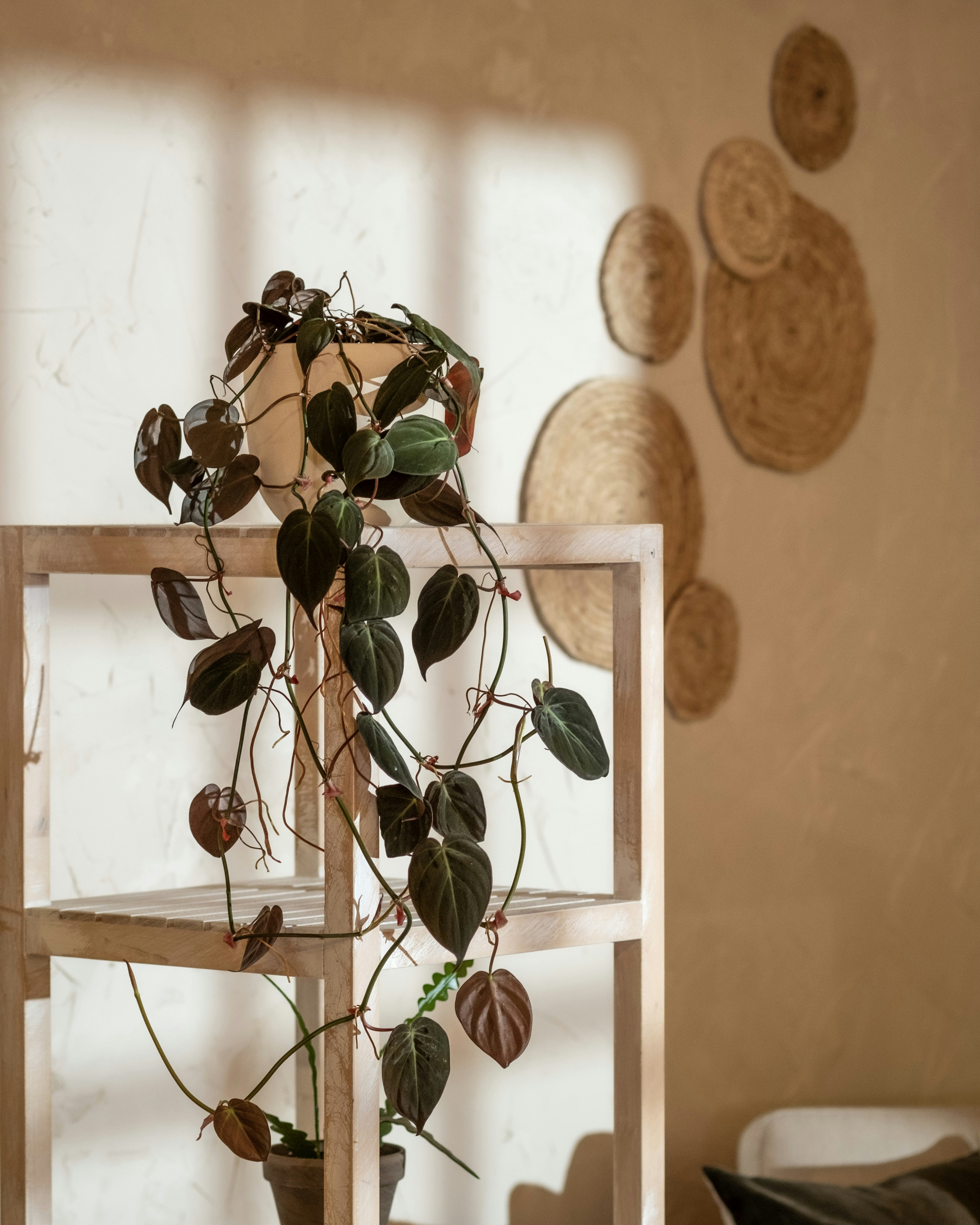 Photo by feeypflanzen