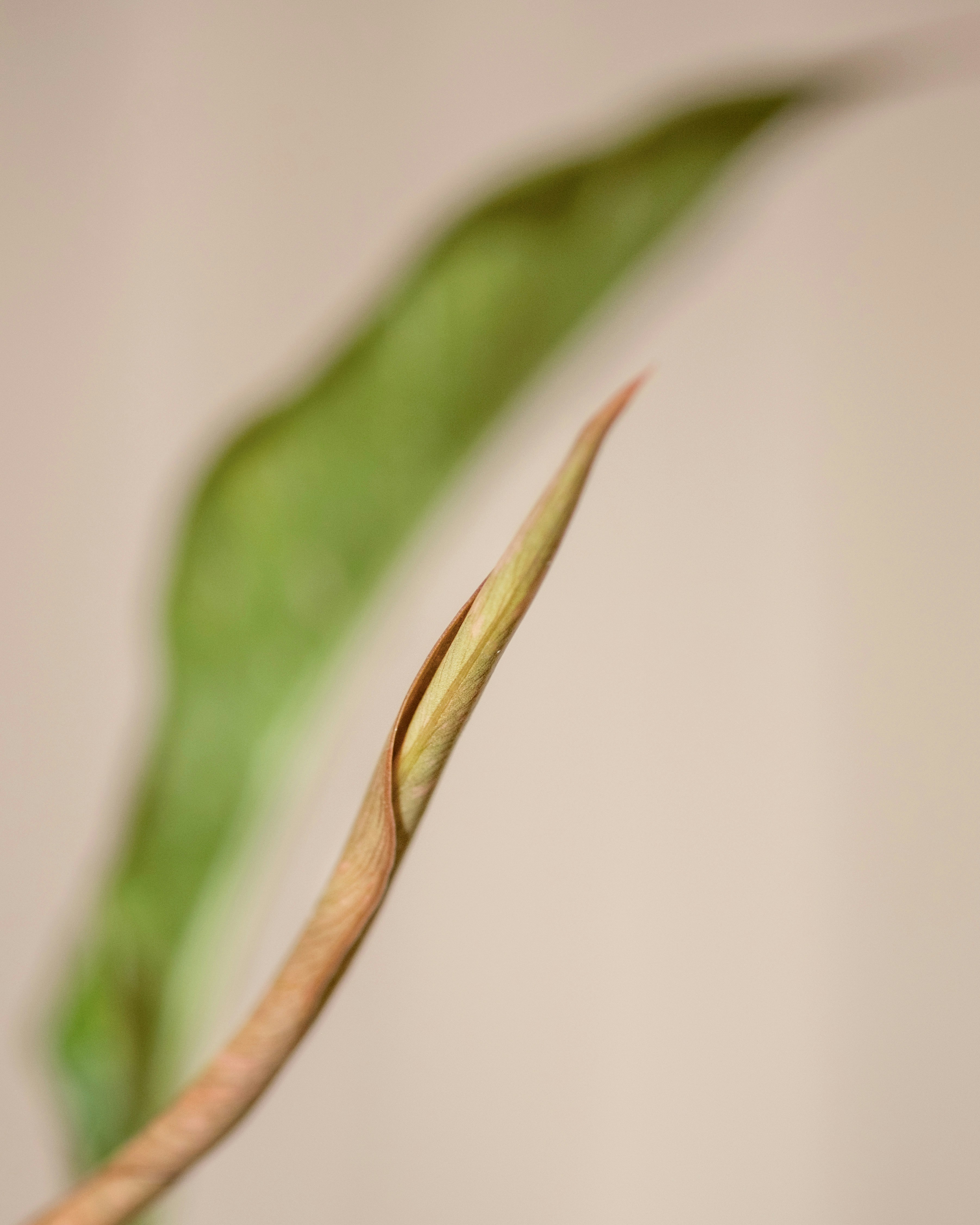 Photo by feeypflanzen